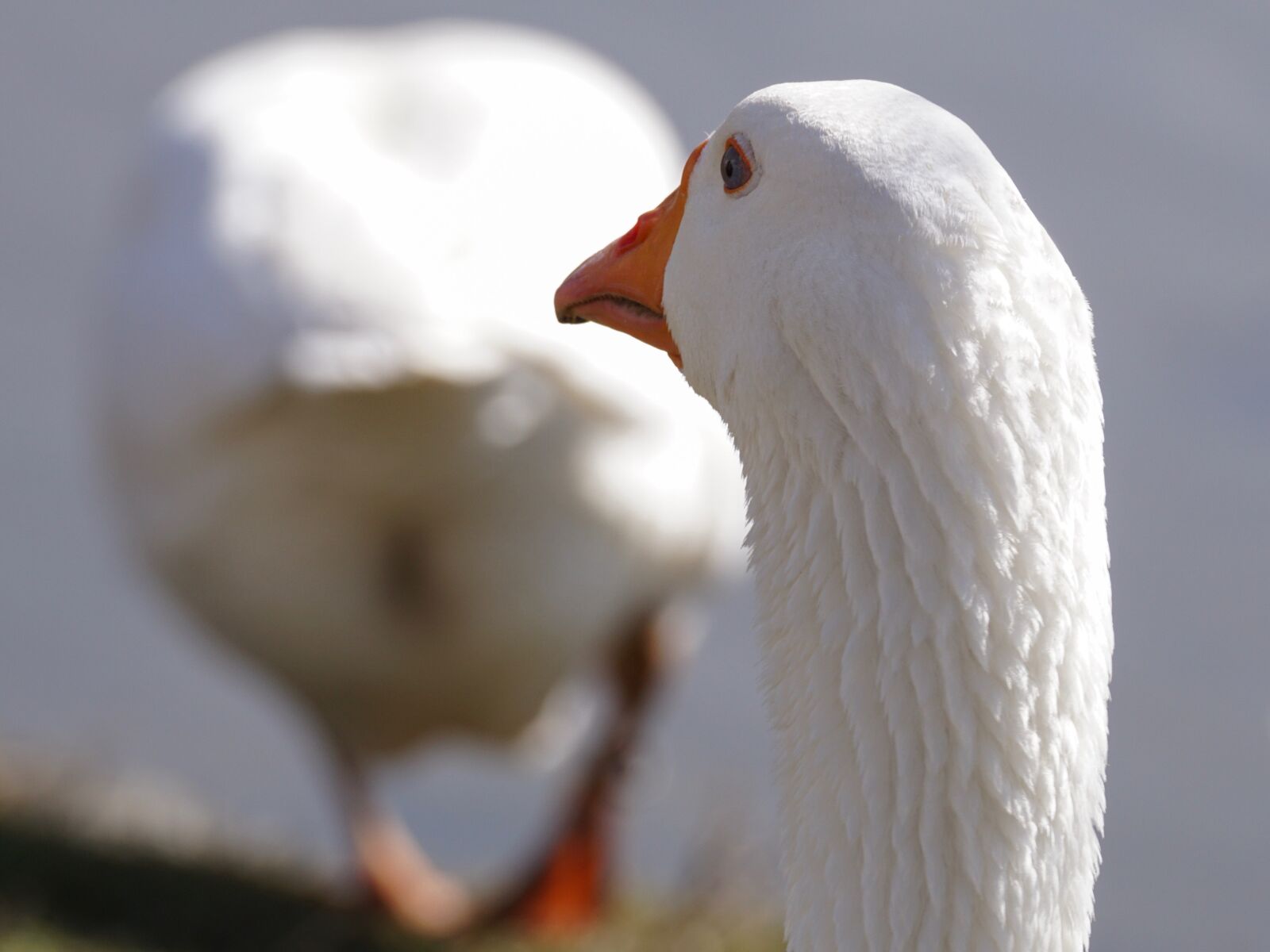 Sony DT 55-300mm F4.5-5.6 SAM sample photo. Goose, water bird, bird photography