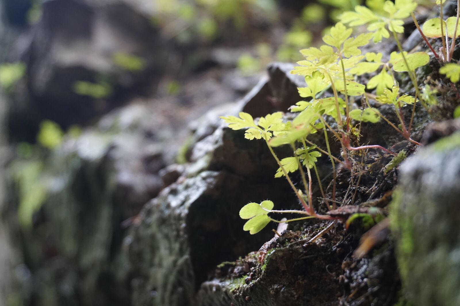 Sony Alpha a5000 (ILCE 5000) sample photo. Wall, dark, trier photography