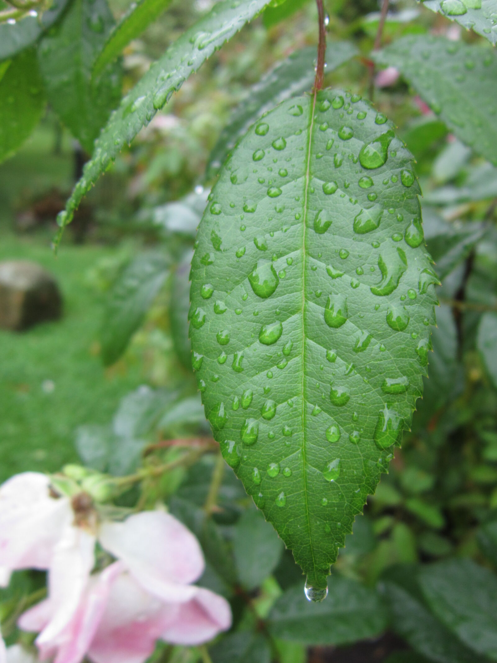 Canon PowerShot A3300 IS sample photo. Garden, green, leave, raindrops photography