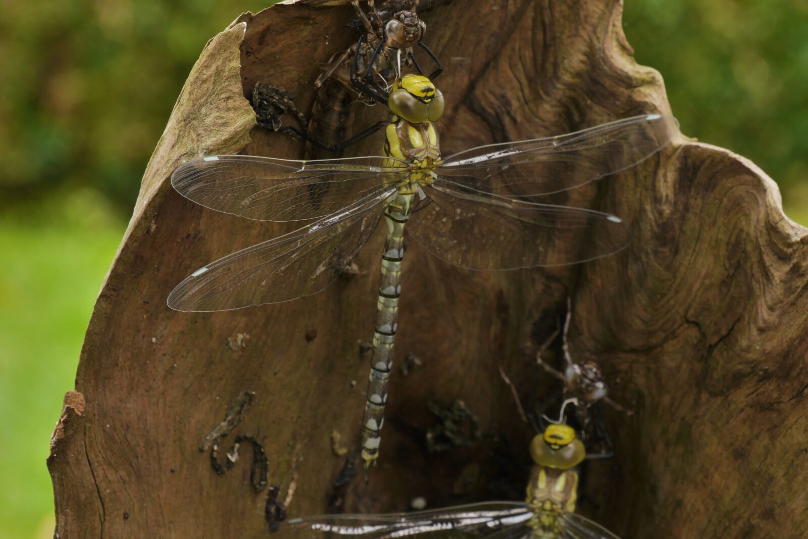 Panasonic Lumix DMC-G6 sample photo. Dragonfly, nature, garden photography