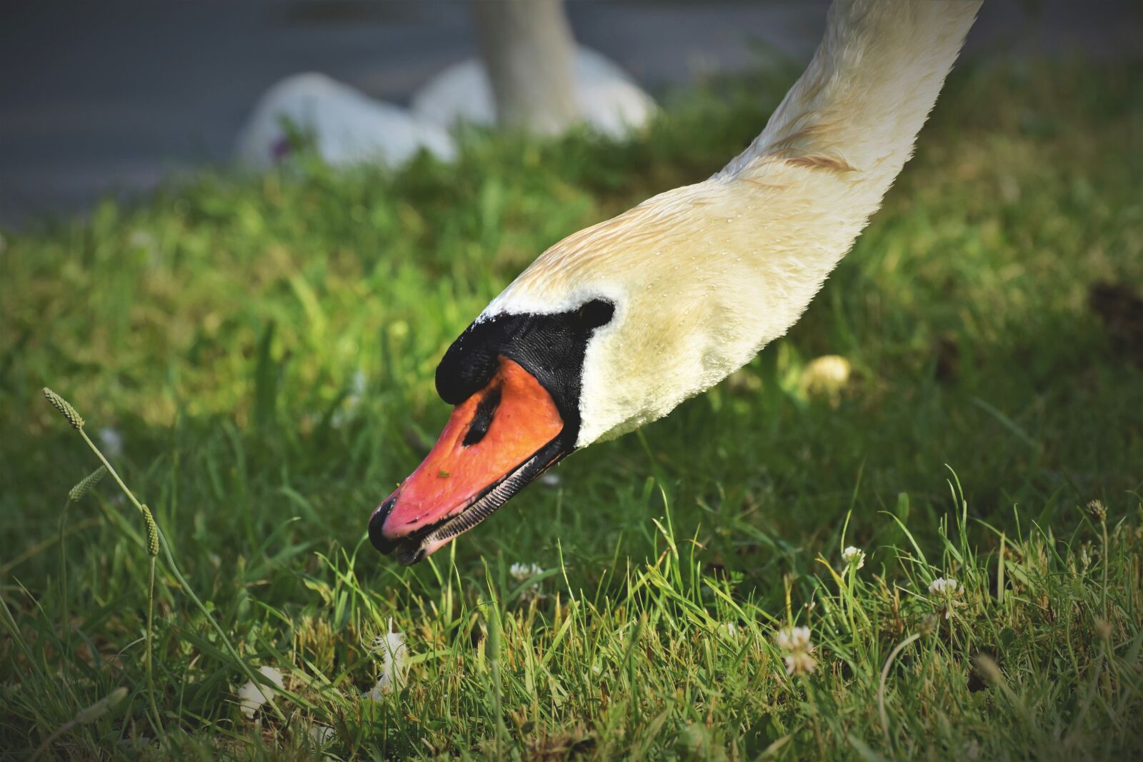 Nikon D7200 sample photo. Swan, gooseneck, water bird photography