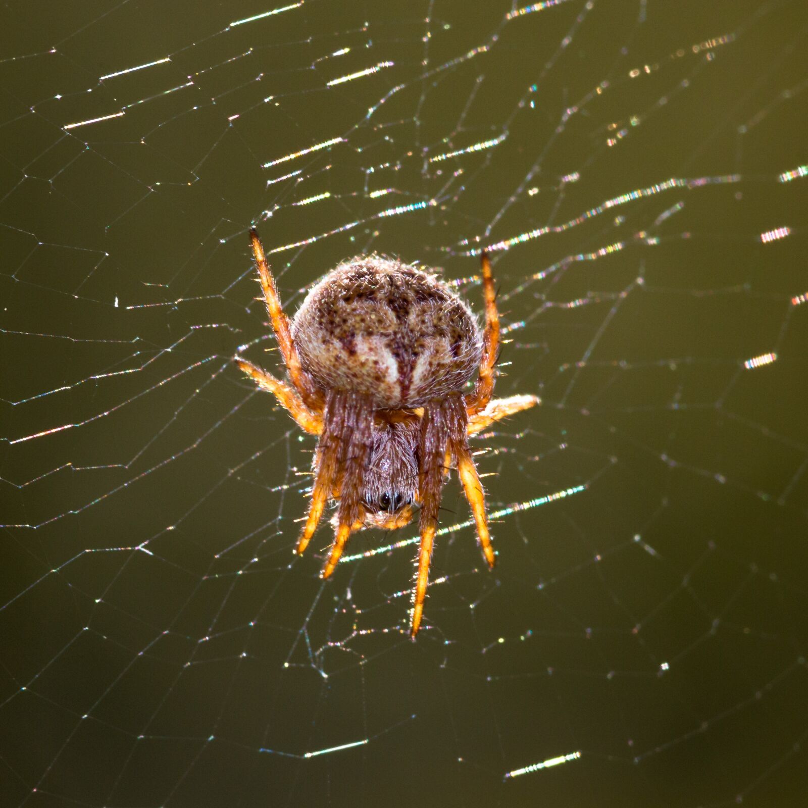 Canon EOS 70D sample photo. Spider, small, nature photography