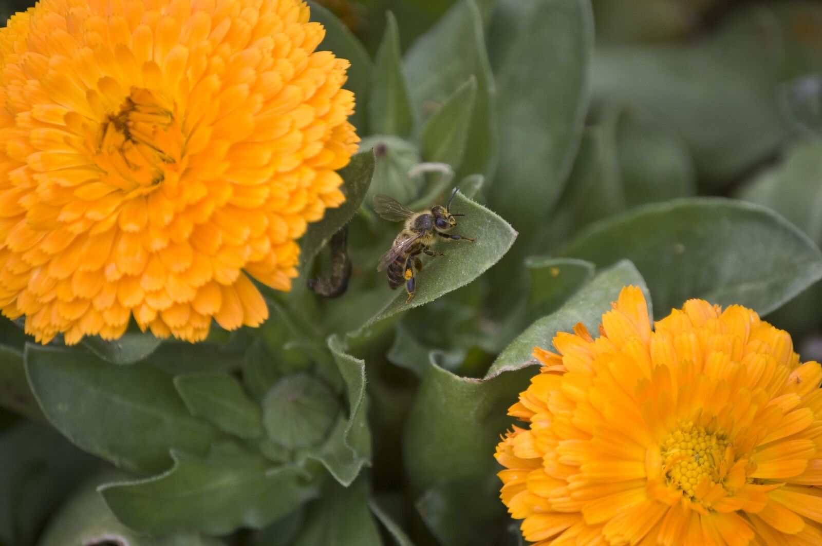 Nikon D40 sample photo. Bee, pollen, insect photography