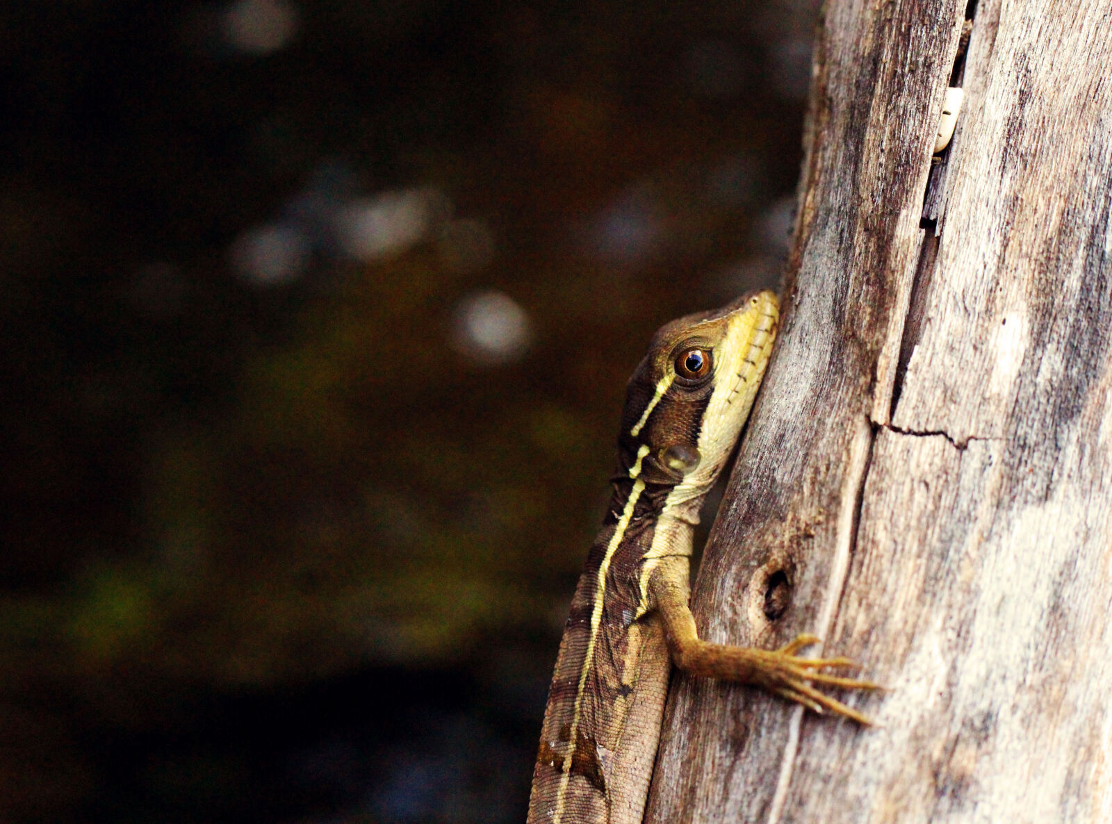Tamron SP AF 60mm F2 Di II LD IF Macro sample photo. Jesus, lizard, lizard, natural photography