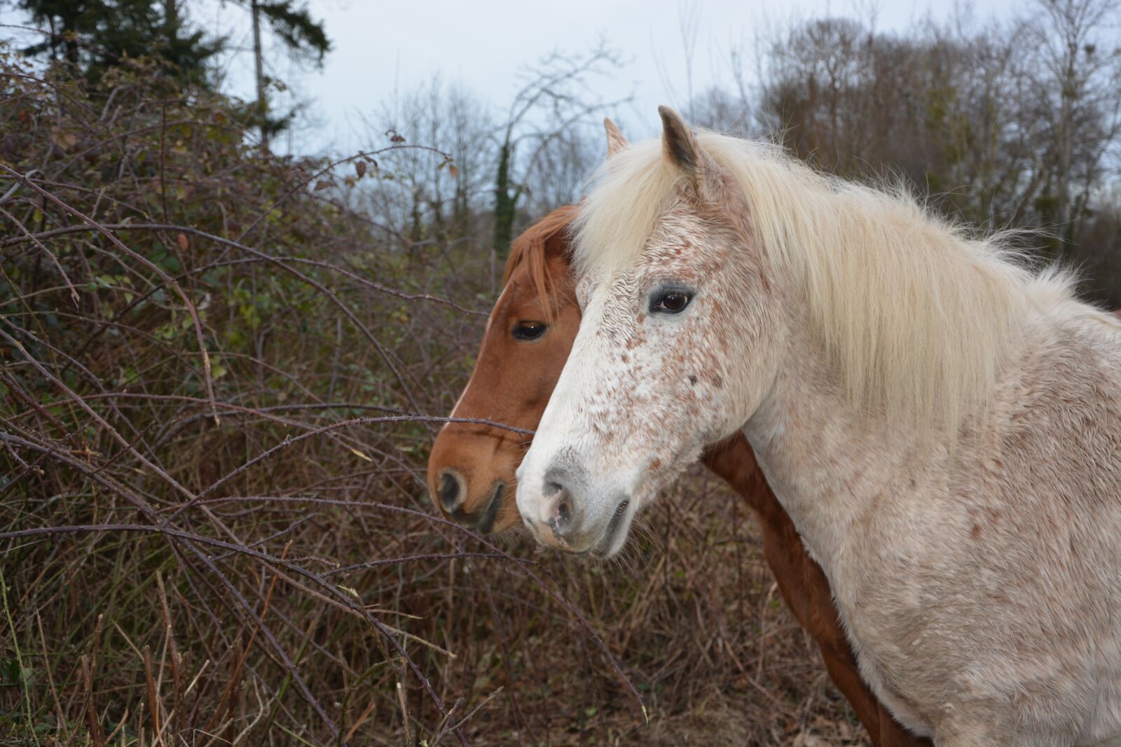 Nikon D5200 sample photo. Horse, horses, equines photography