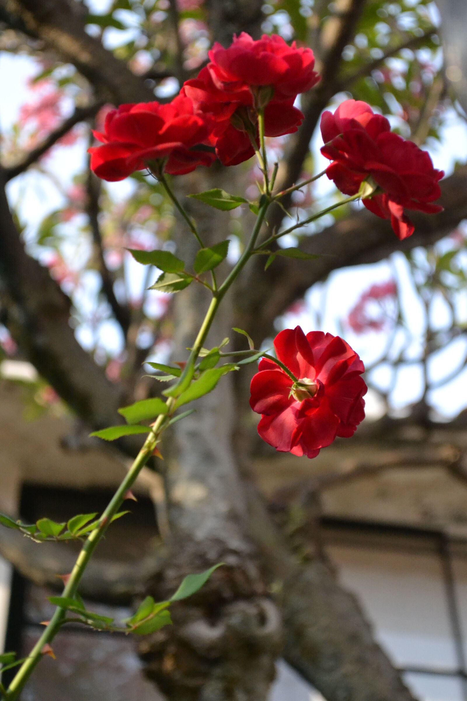 Nikon D3100 sample photo