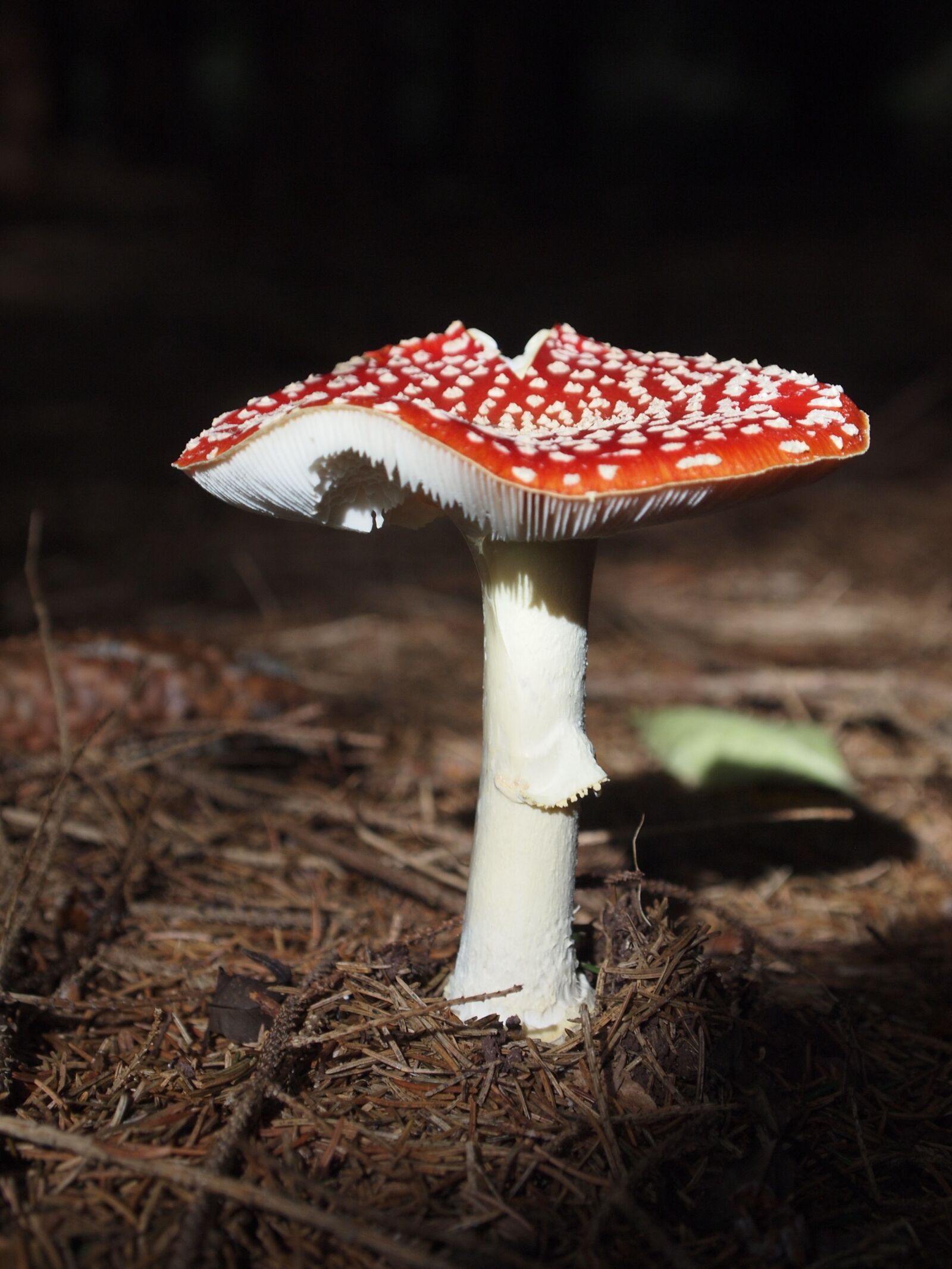 Olympus PEN E-P1 sample photo. Fly agaric, mushroom, red photography
