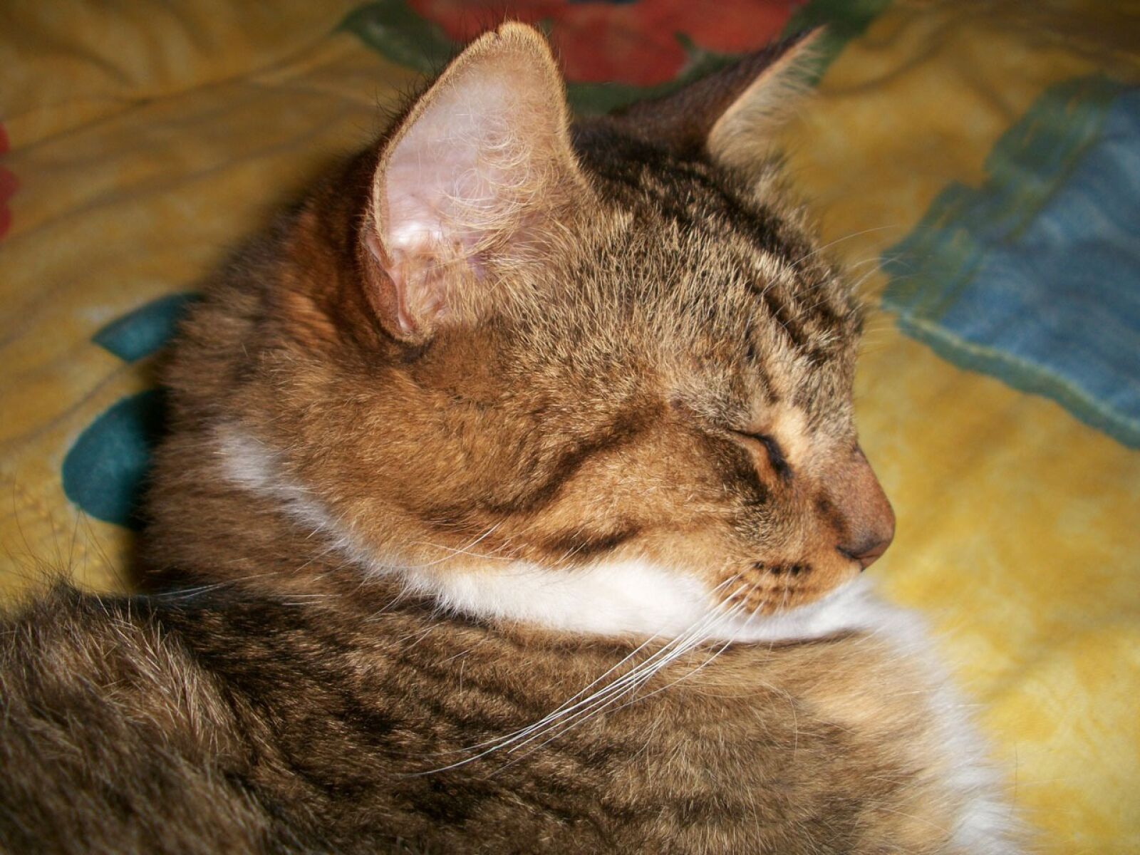 Kodak EASYSHARE M340 DIGITAL CAMERA sample photo. Cat, sleeping, bed photography