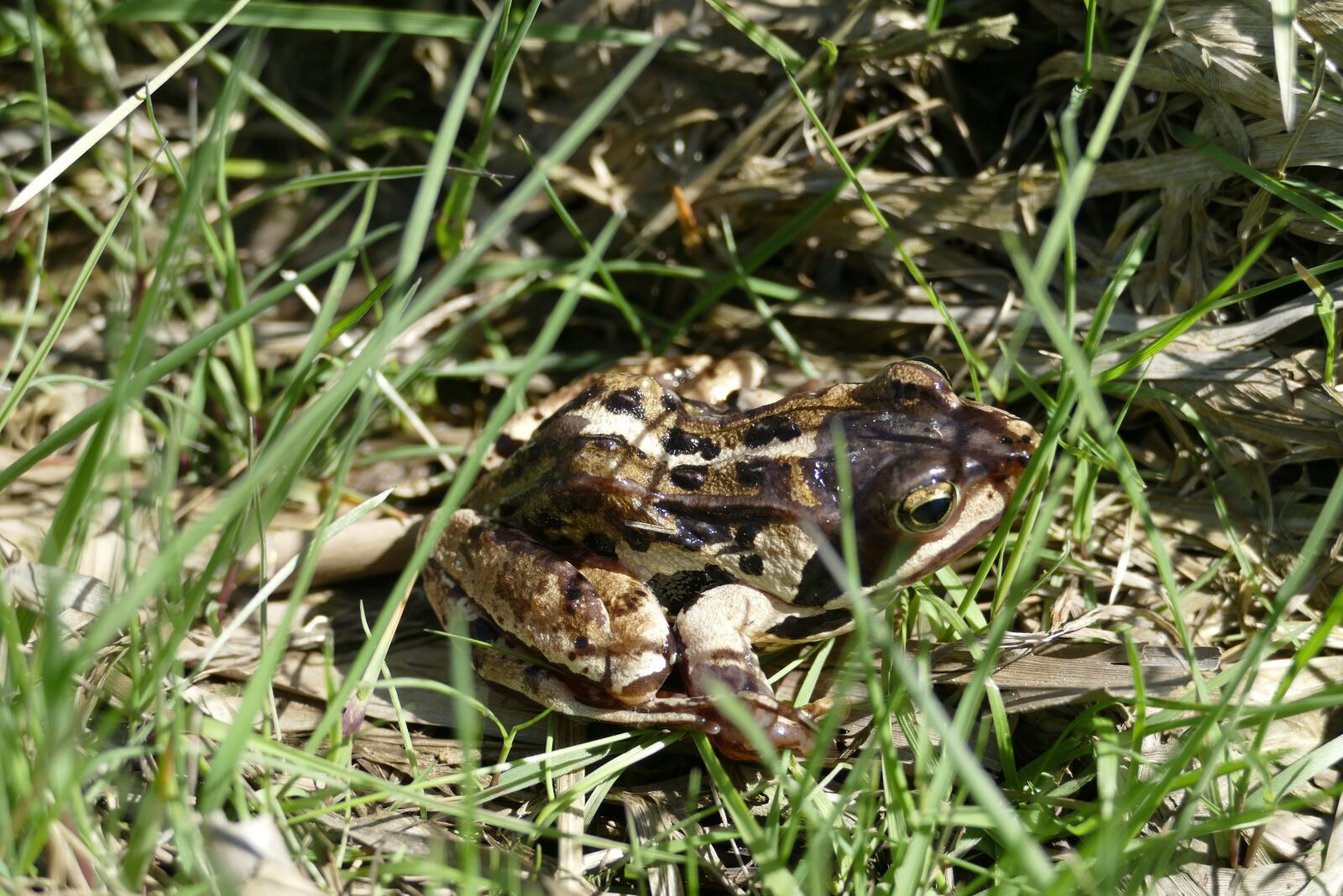 Panasonic Lumix DMC-FZ1000 sample photo. Moor frog, frog, amphibian photography