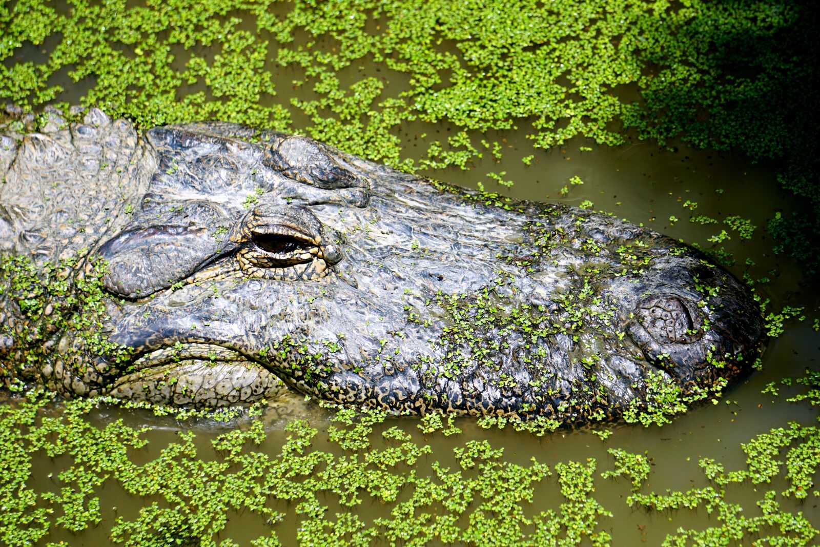 Sony E 55-210mm F4.5-6.3 OSS sample photo. Alligator, reptile, crocodile photography