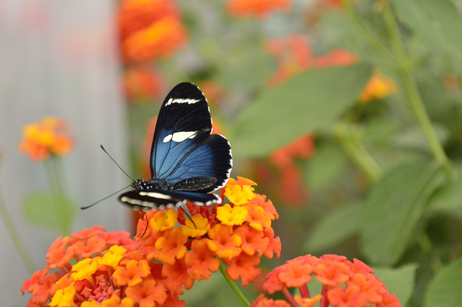 Nikon D3200 sample photo. Butterfly, nature, insects photography