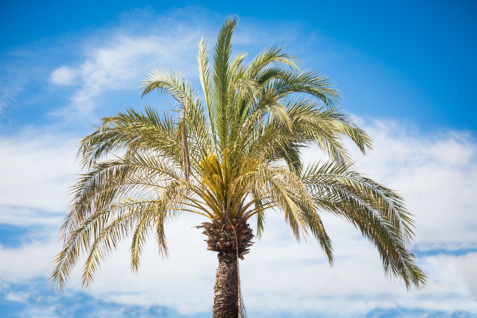 Canon EF 70-200mm F2.8L IS II USM sample photo. Palmtree, white, blue photography