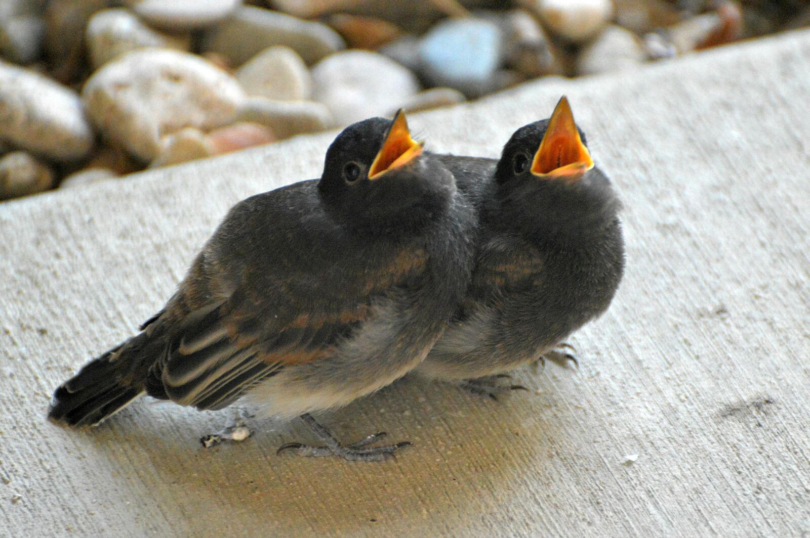 Nikon D3200 sample photo. Swallows, cliff swallows, babies photography