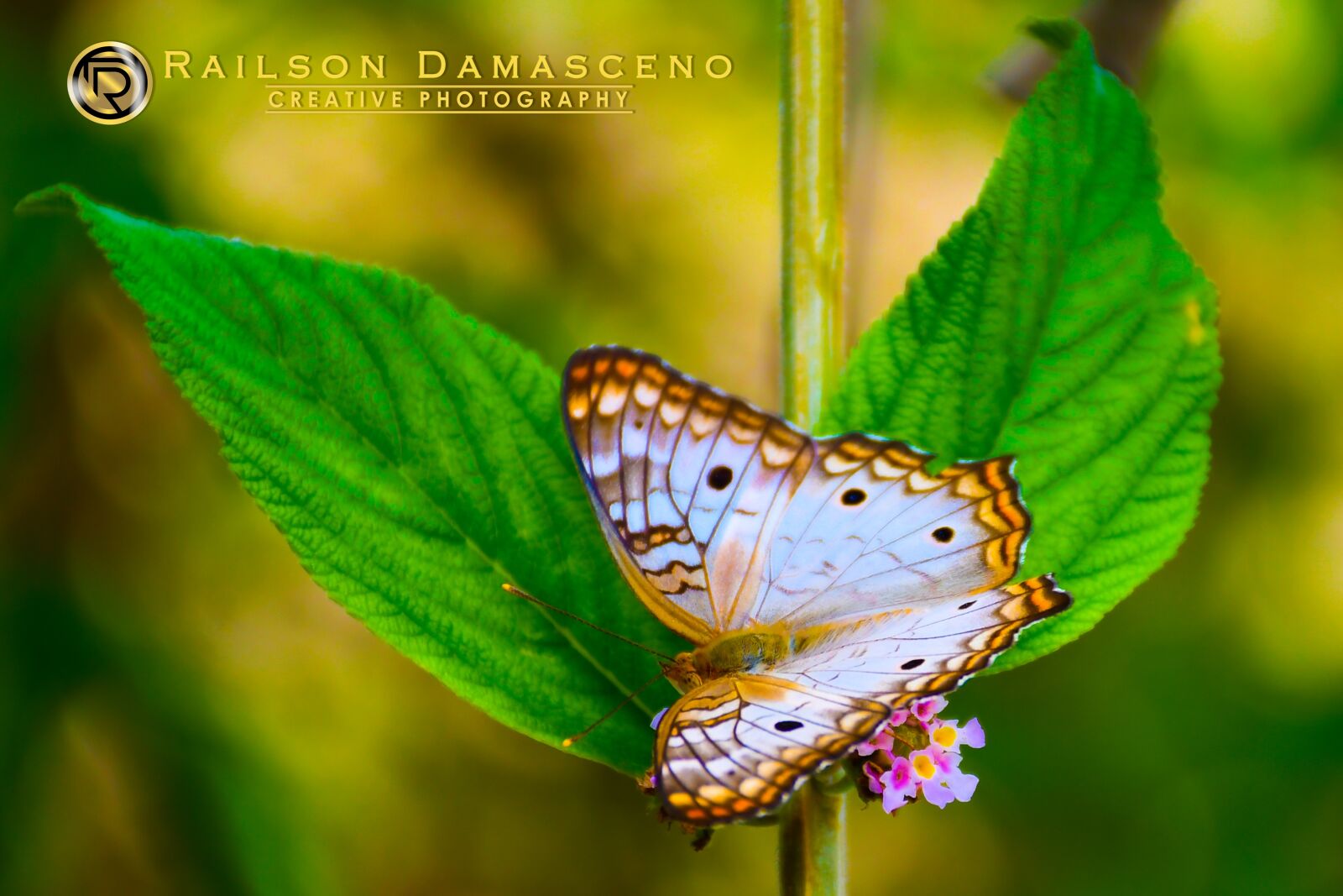 Nikon D7500 sample photo. Butterfly, nature, butterflies photography