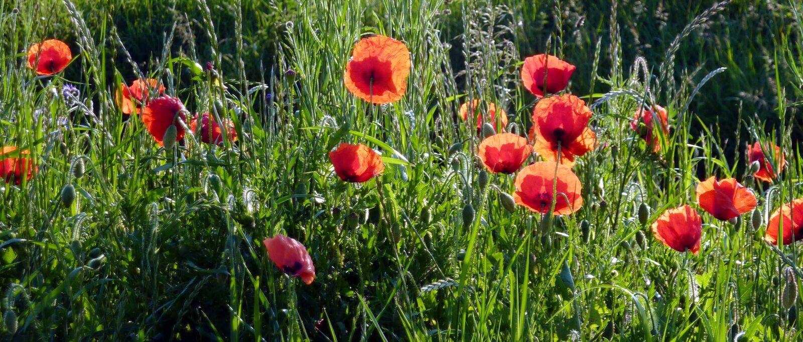 Panasonic DMC-TZ7 sample photo. Flowers, poppies, country photography