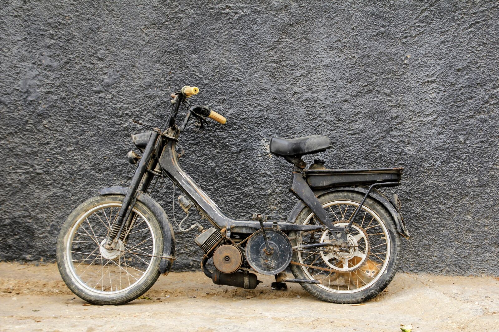 Canon EOS 60D sample photo. Motorcycle, motor bike, cat photography