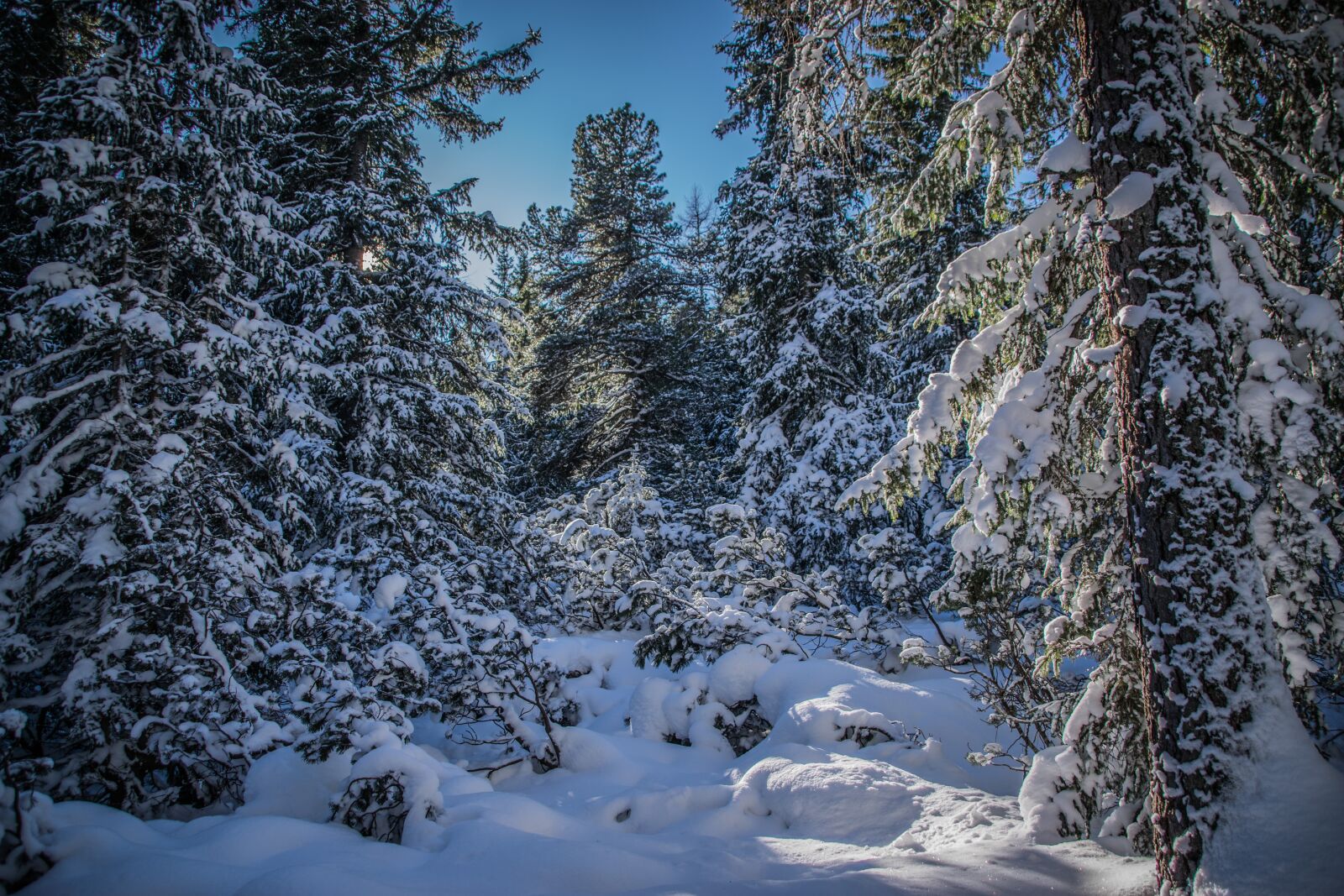Nikon D5300 sample photo. Forest, mountains, snow photography
