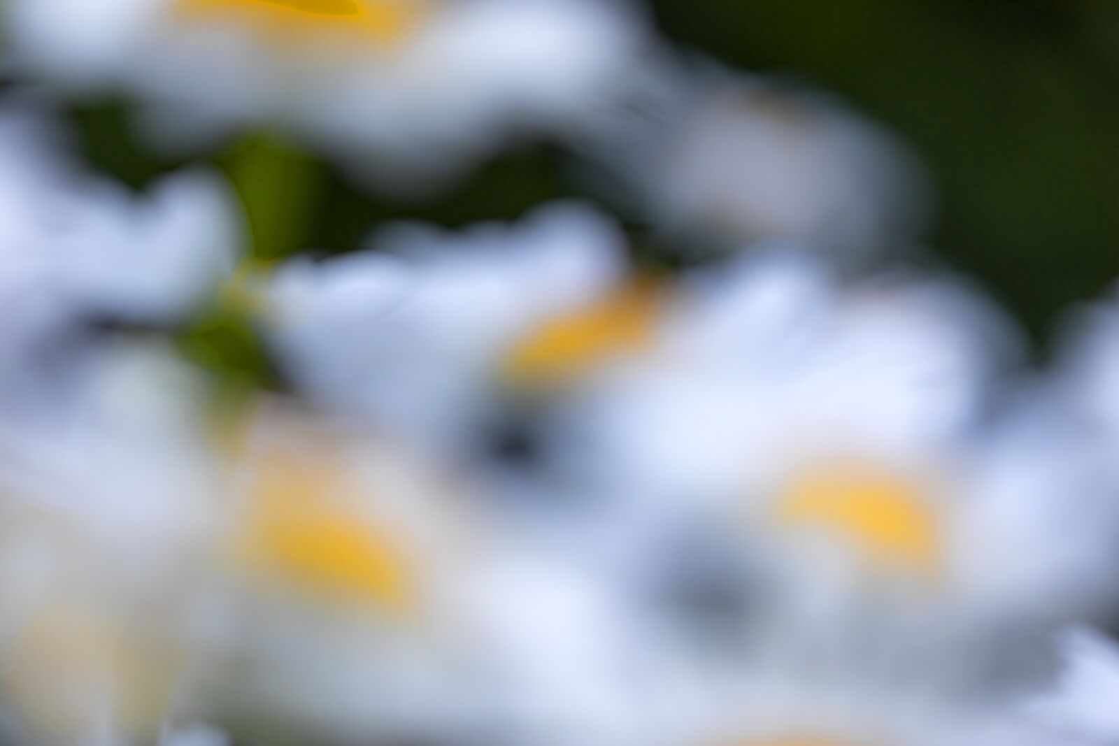 Canon EOS 5D Mark IV sample photo. Flower, daisy, plant photography