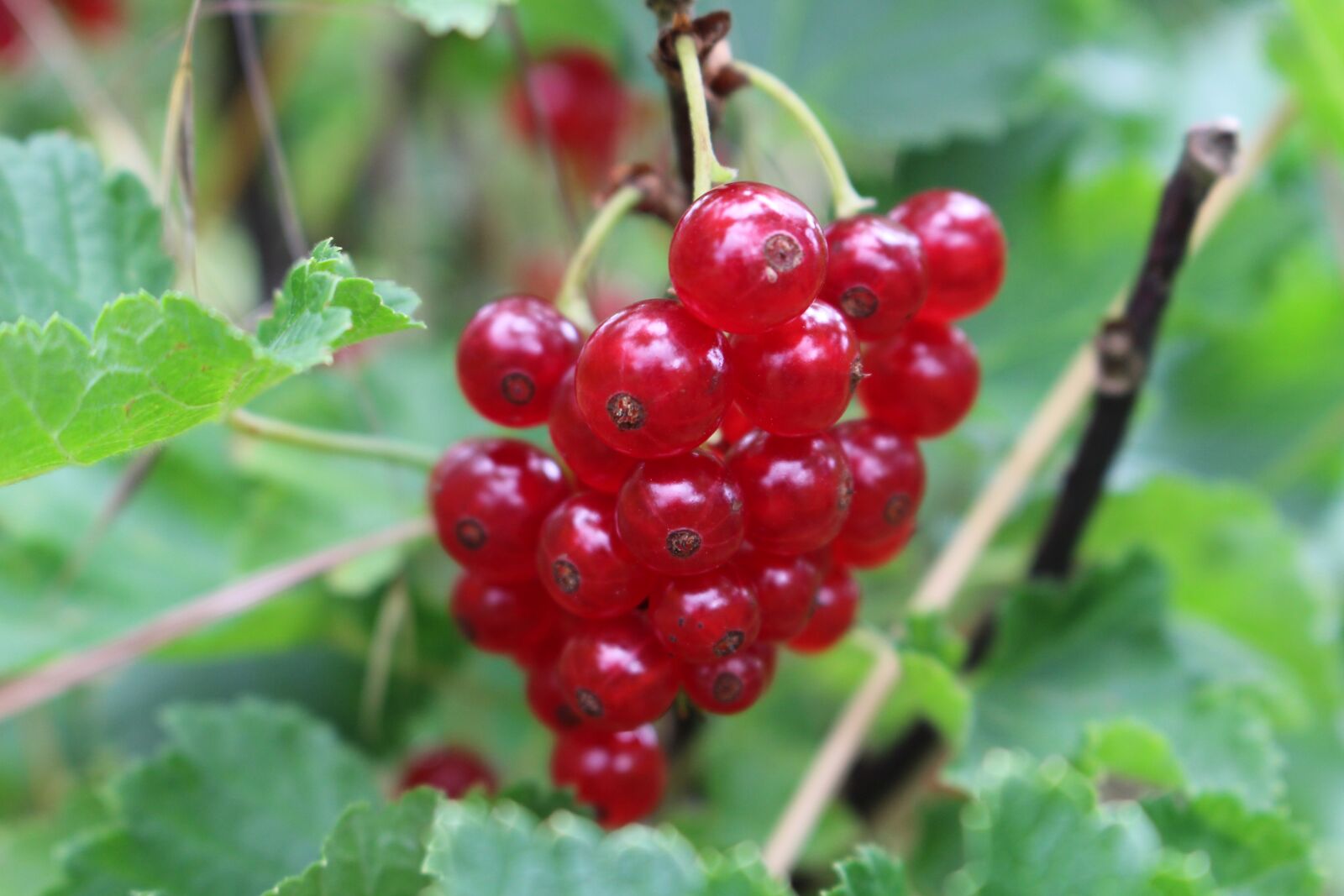 Canon EOS 100D (EOS Rebel SL1 / EOS Kiss X7) sample photo. John berry, red, bush photography