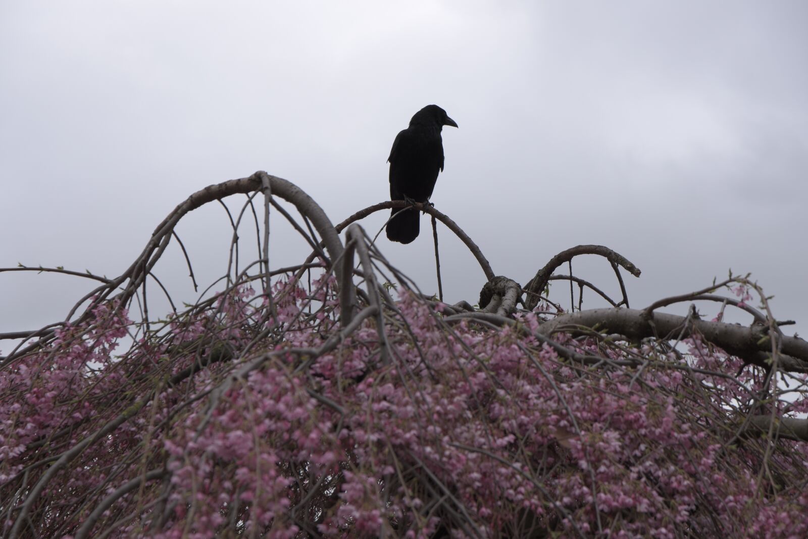Nikon D5500 sample photo. Crow, black, bird photography