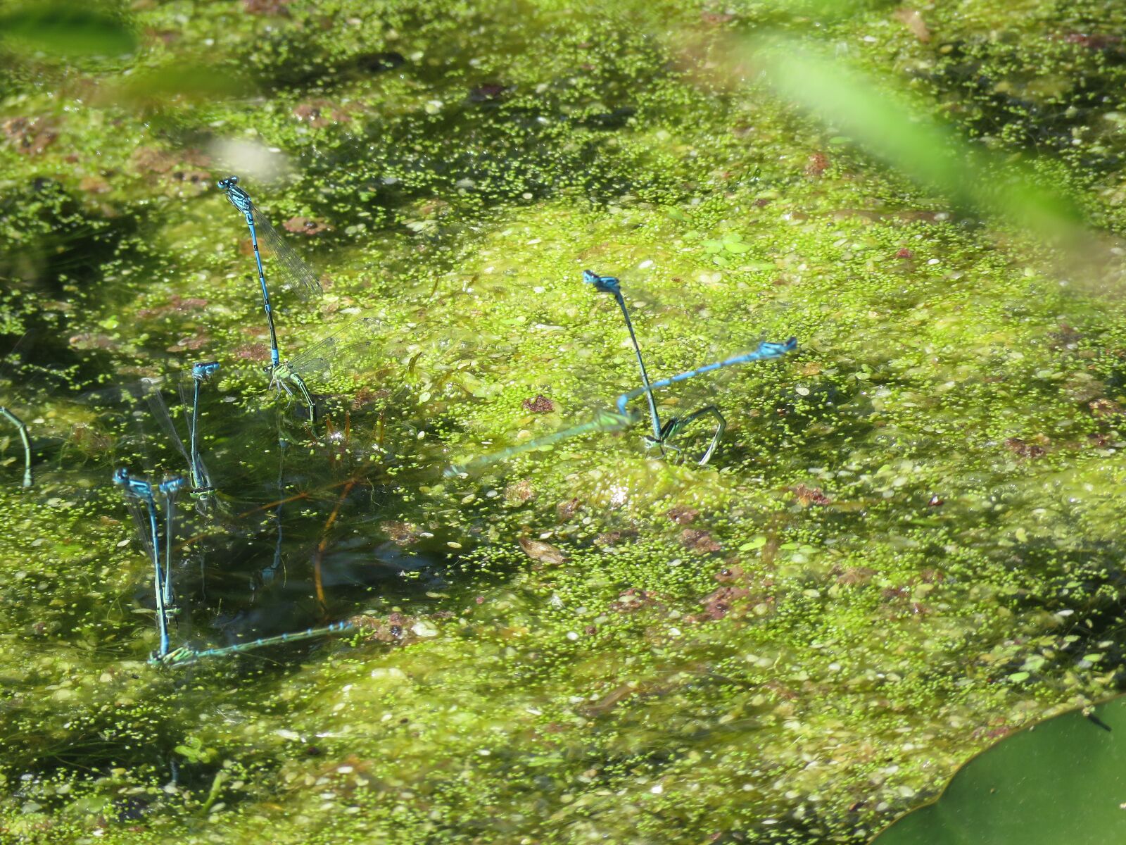 Canon PowerShot SX60 HS sample photo. Dragonfly, pond, nature photography