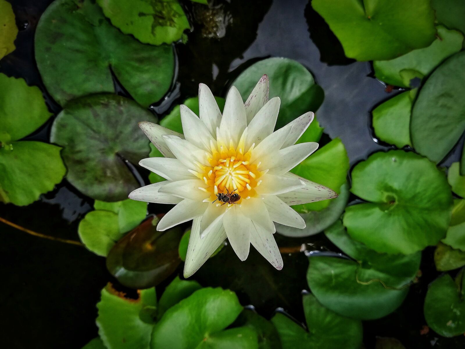 HUAWEI P20 lite sample photo. Lotus, flower, wood water photography