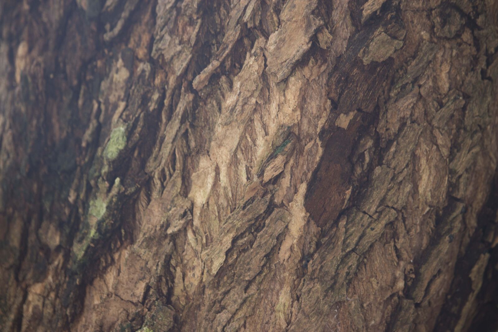 Canon EF-S 55-250mm F4-5.6 IS STM sample photo. Tree, in, closeup, photo photography