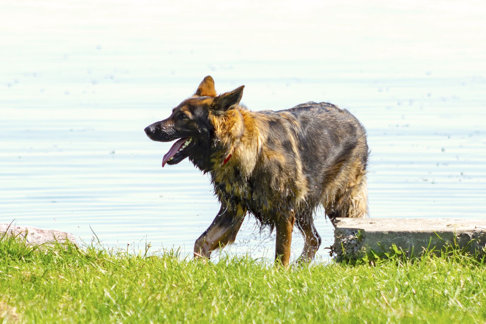 Canon EF75-300mm f/4-5.6 sample photo. Dog, eb, animal photography