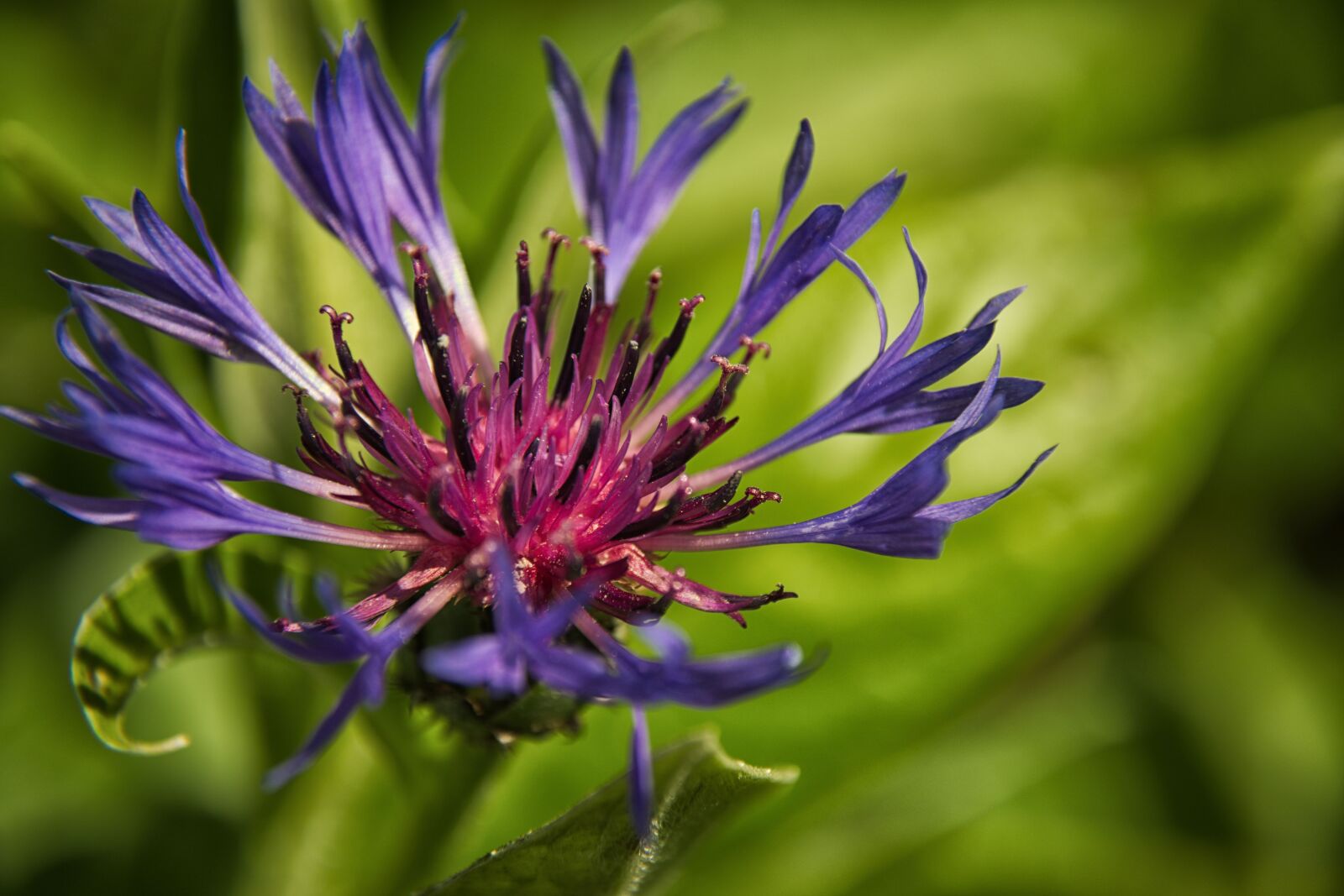 Nikon D5500 sample photo. Cornflower, flower, blue photography
