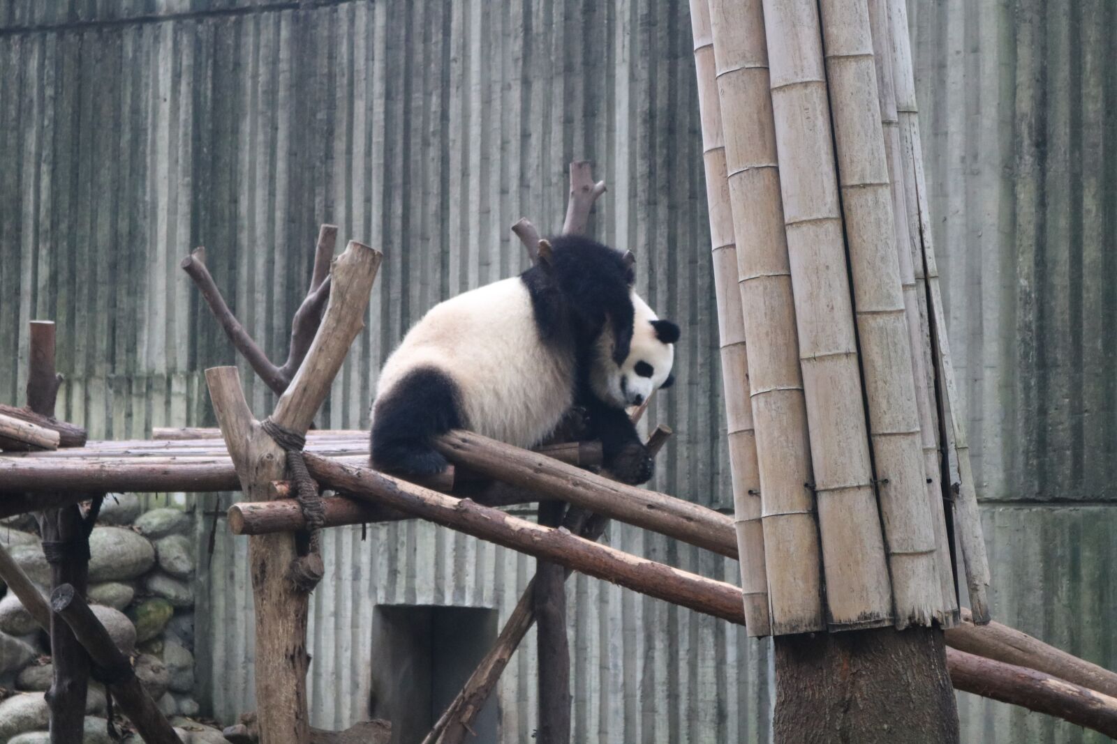 Canon EOS 750D (EOS Rebel T6i / EOS Kiss X8i) sample photo. Panda, national treasure, china photography