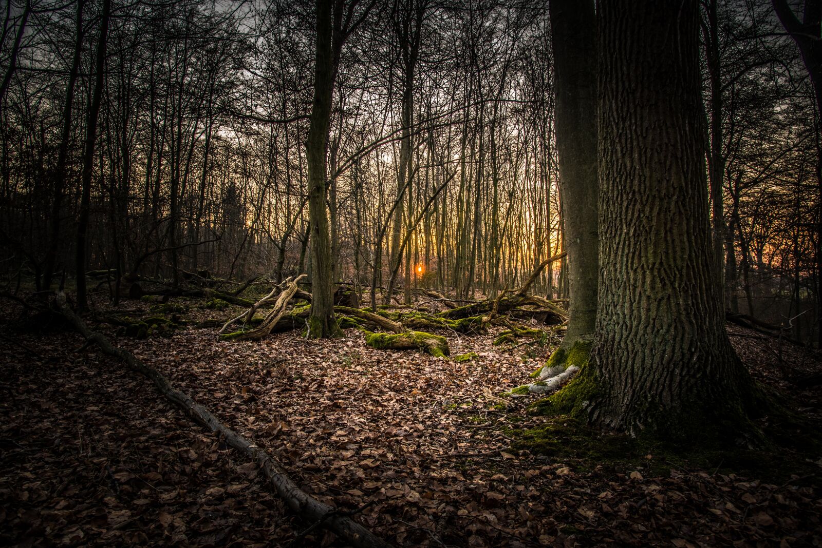 Nikon D750 sample photo. Forest, sunset, landscape photography