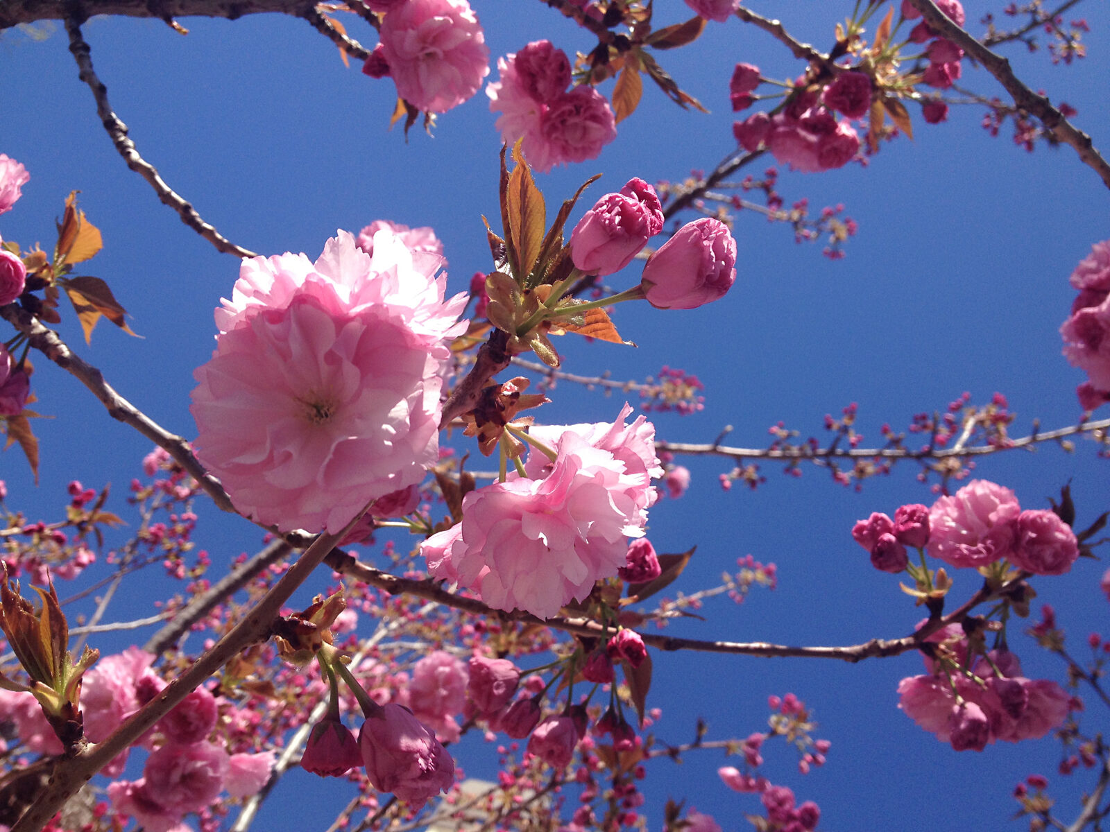 iPhone 4S back camera 4.28mm f/2.4 sample photo. 005, cherry, blossom photography