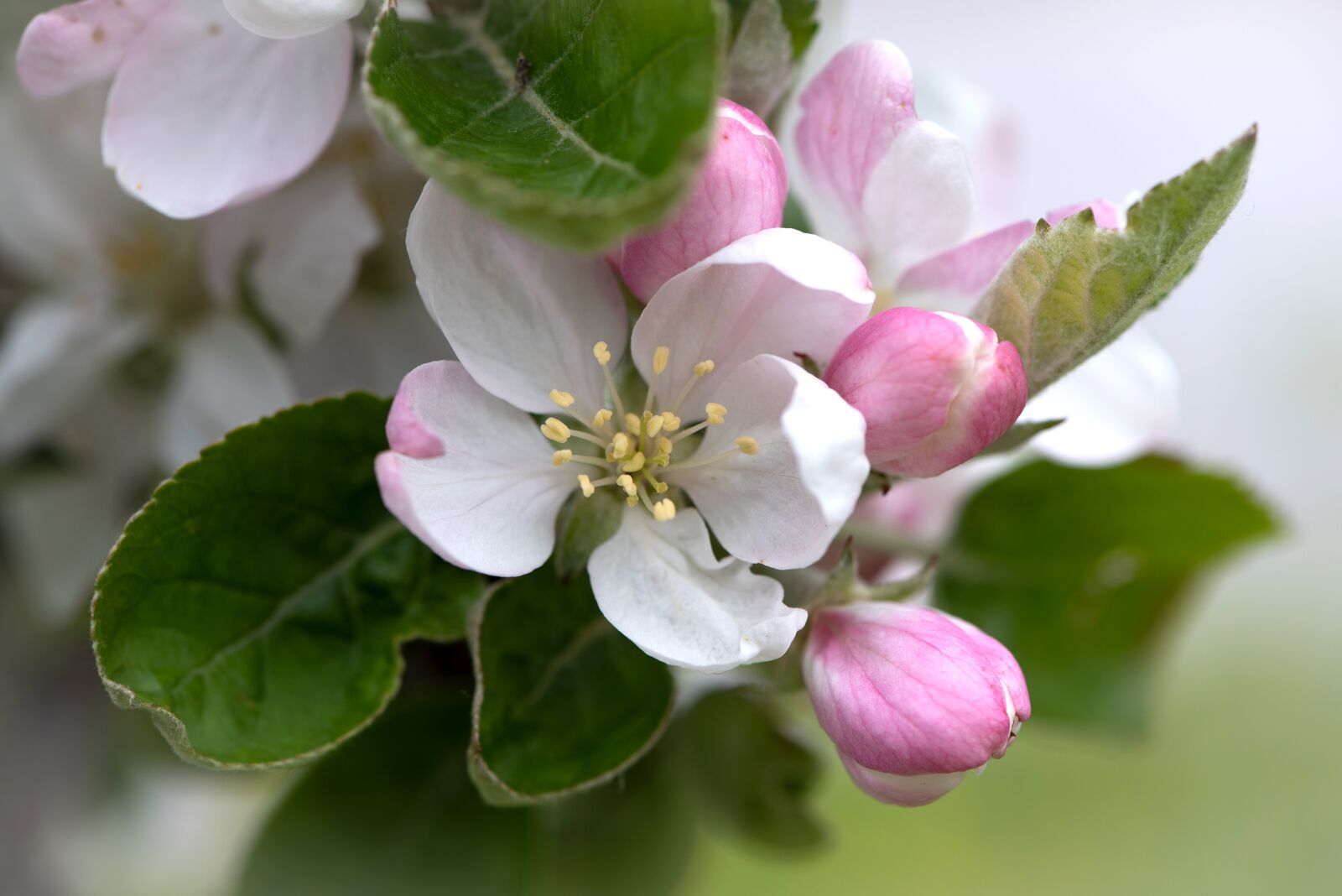 Nikon D750 sample photo. Flowers, branch, apple tree photography