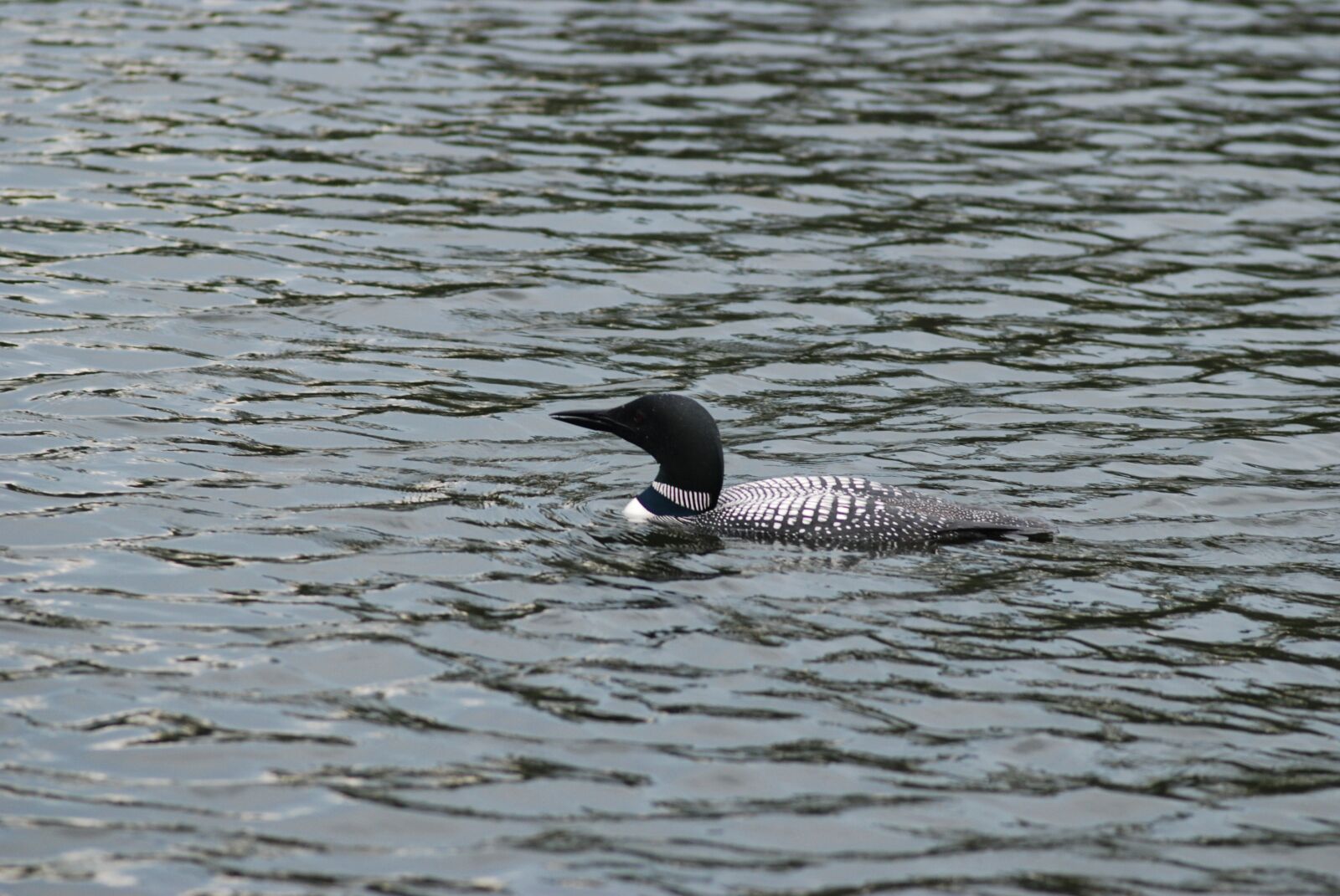 Nikon D80 sample photo. Bird, loon, nature photography