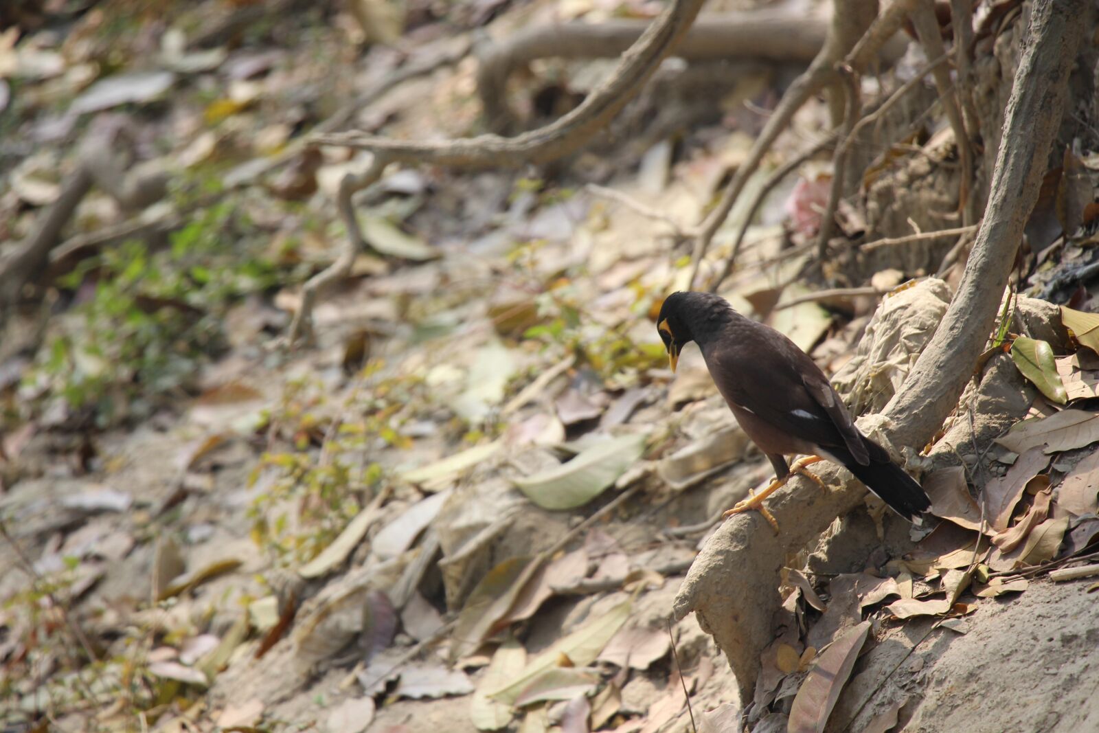 Canon EF-S 18-135mm F3.5-5.6 IS USM sample photo. Nature, bird, wildlife photography