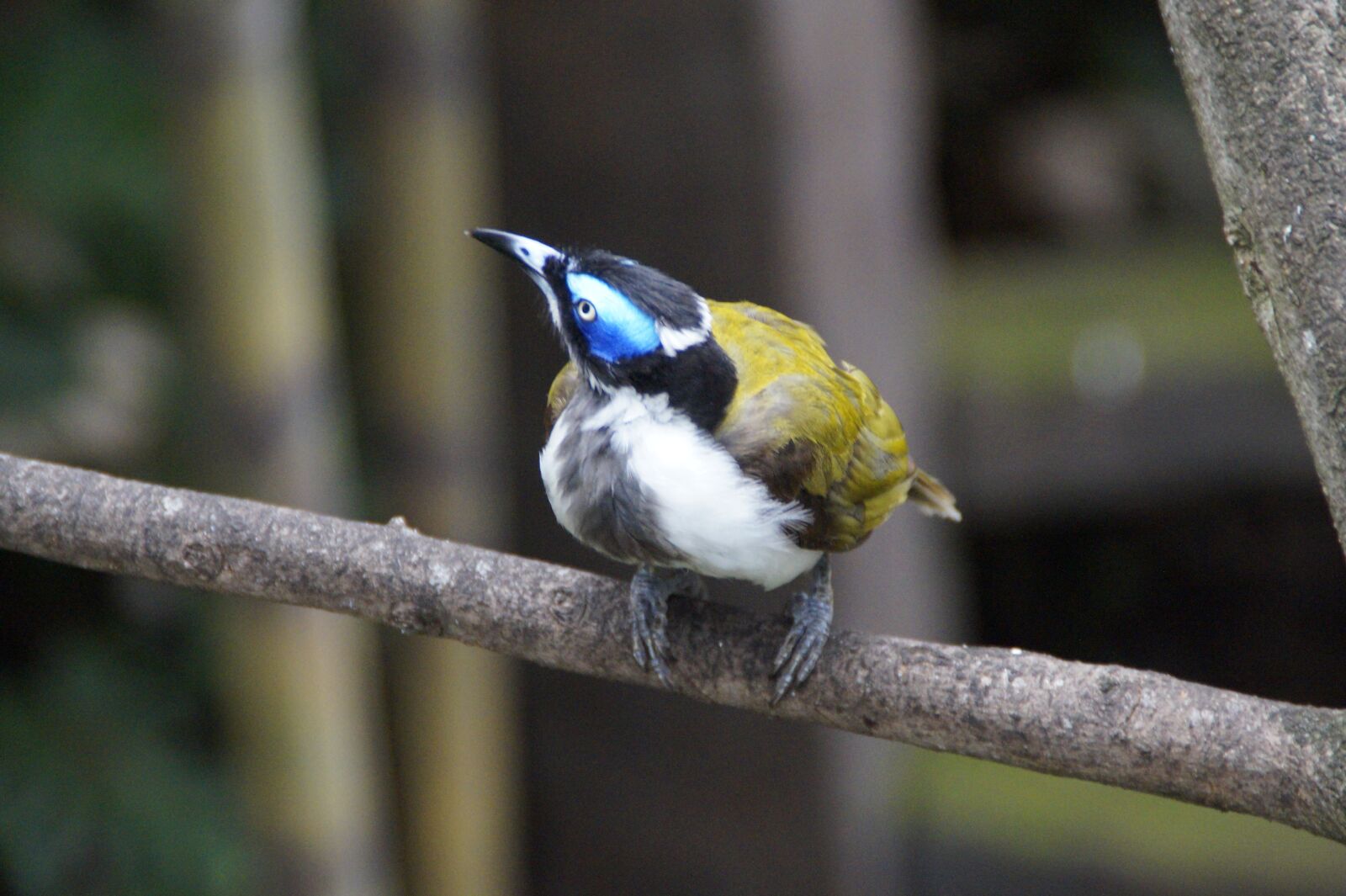 Sony SLT-A58 sample photo. Bird, cheeky, curious photography