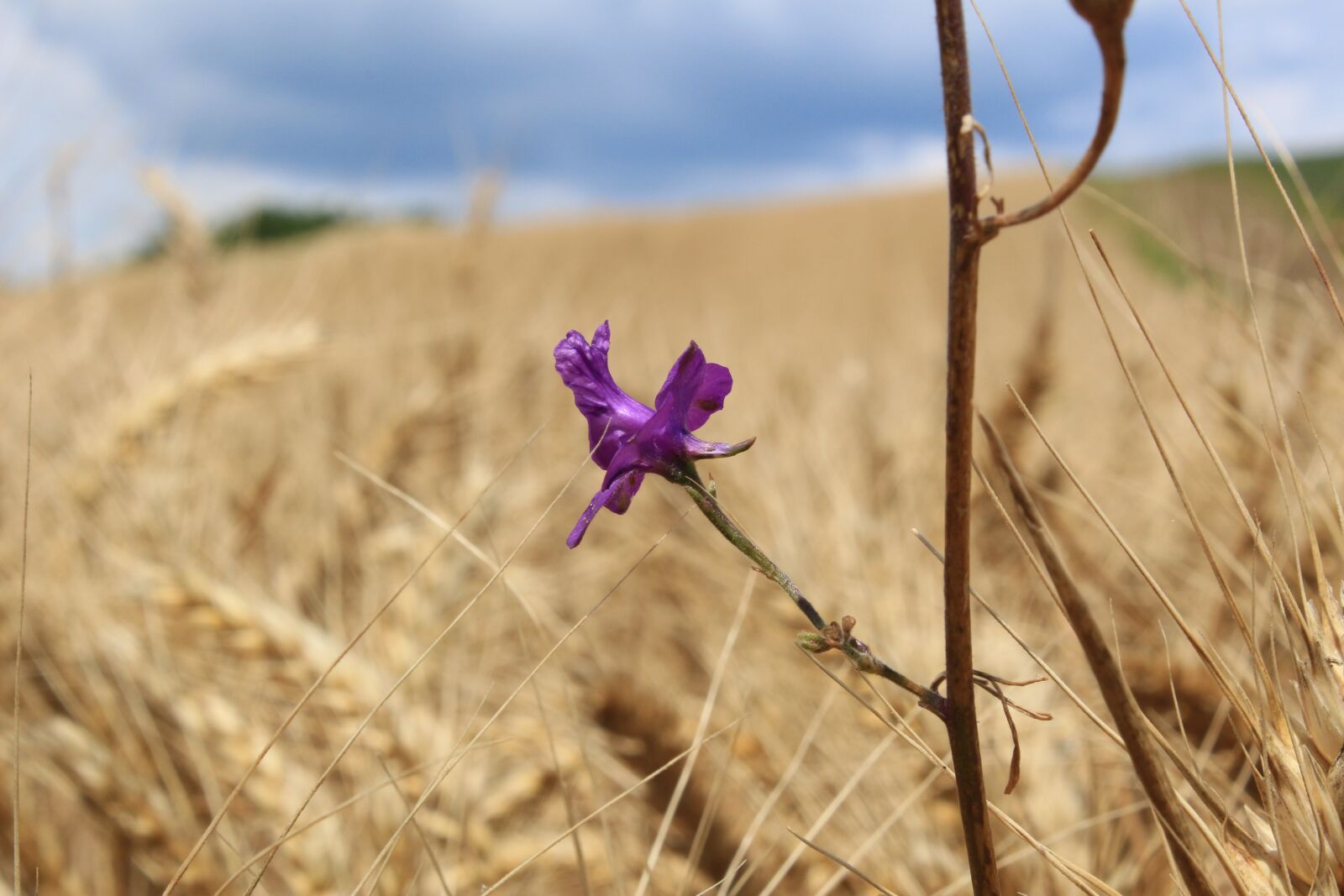 Canon EOS 100D (EOS Rebel SL1 / EOS Kiss X7) sample photo. Cornfield with flowers, wheat photography