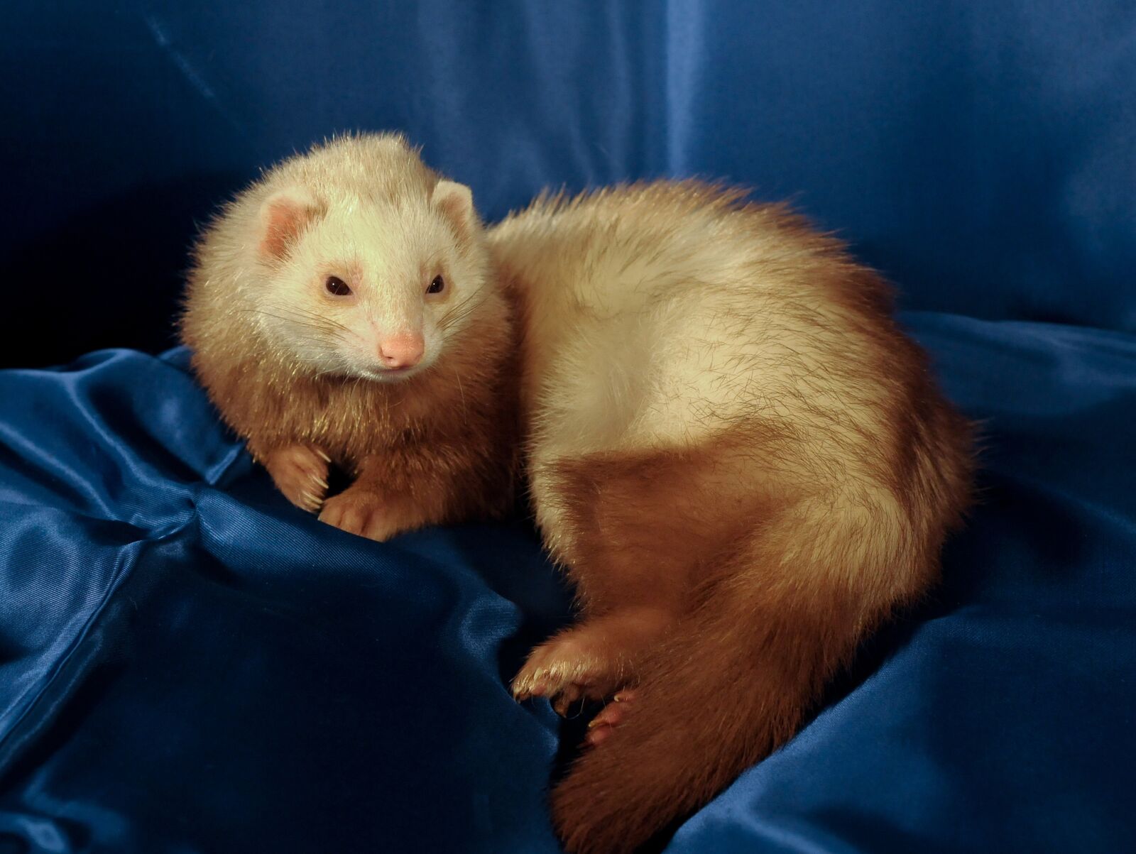 Nikon D300 sample photo. Ferret, animal, domestic photography