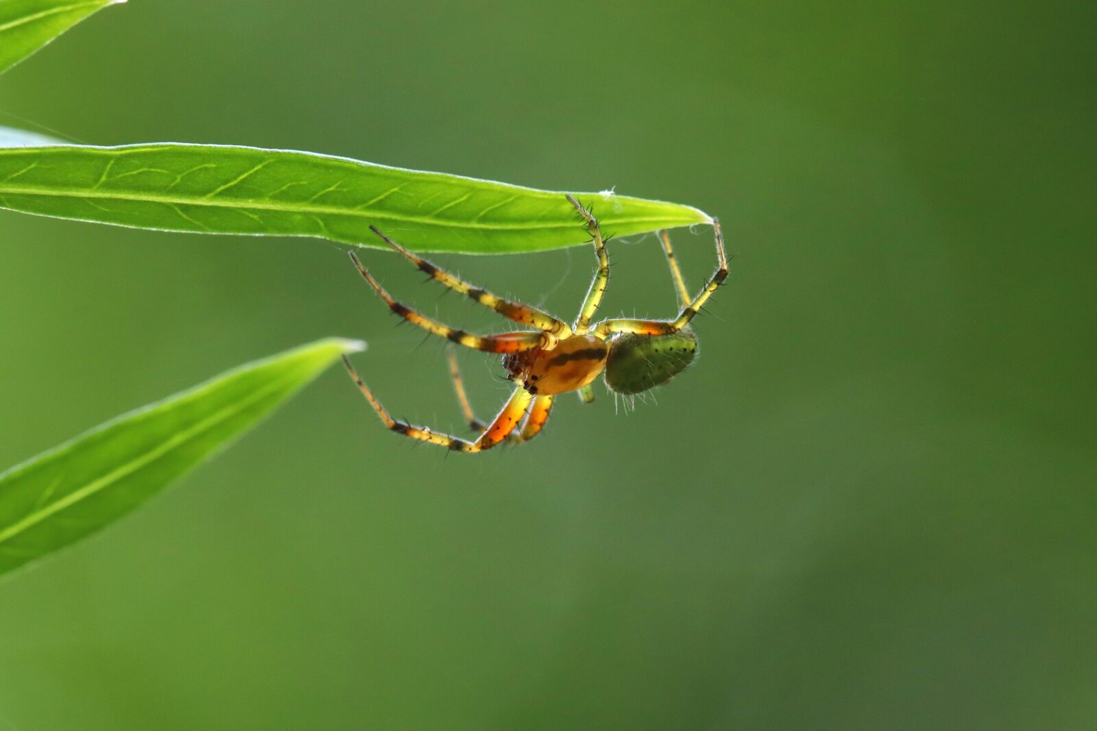 Canon EOS 250D (EOS Rebel SL3 / EOS Kiss X10 / EOS 200D II) sample photo. Spider, cucumber spider, green photography