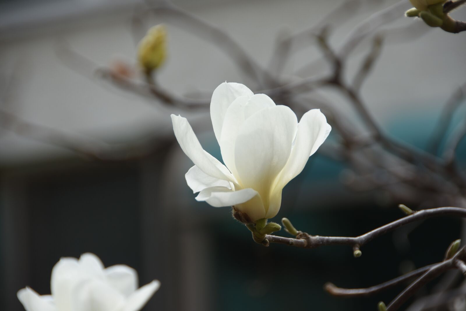 Nikon D7200 sample photo. Magnolia, white, nature photography