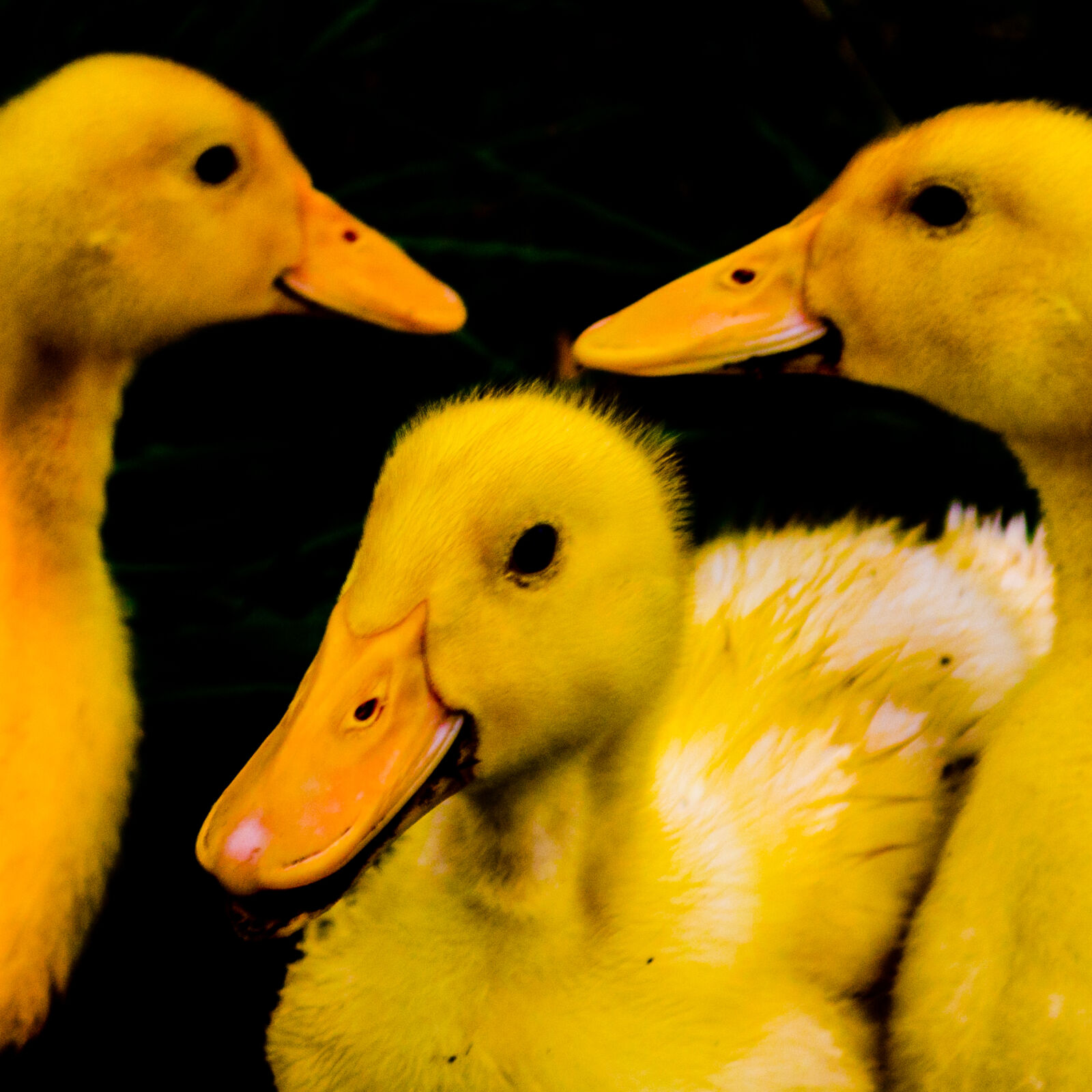Nikon D5100 sample photo. Cute, ducks, duck, duckling photography