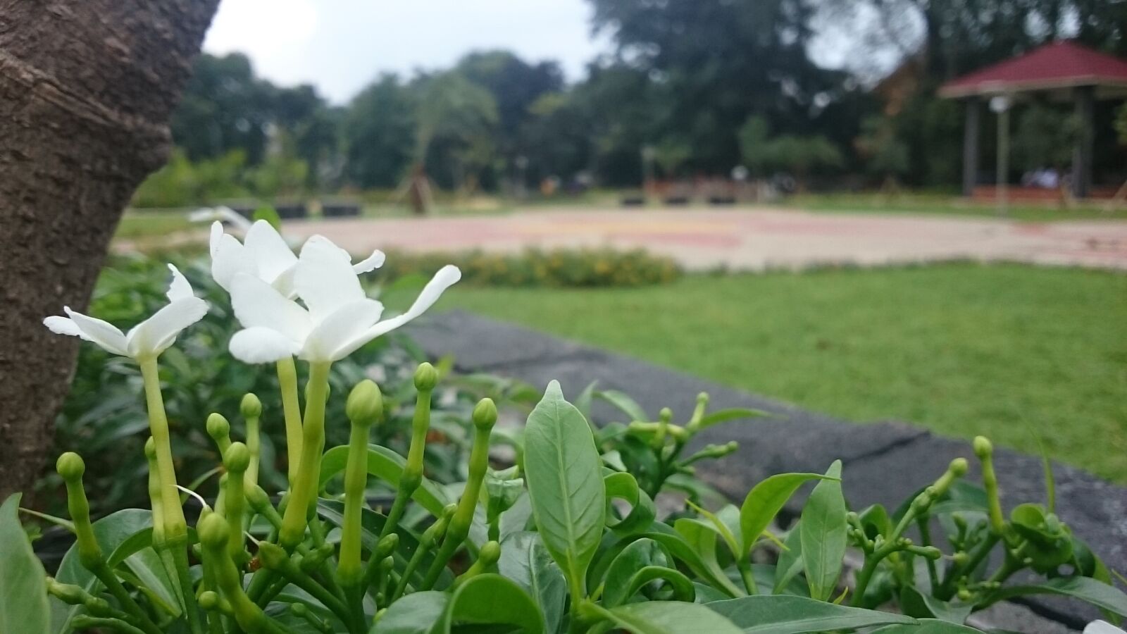 Sony Xperia Z Ultra sample photo. White, flower, lily photography