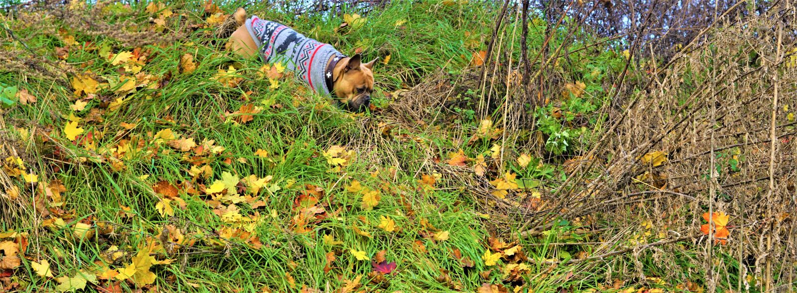 Sony FE 50mm F1.8 sample photo. Fall foliage, background, scrub photography
