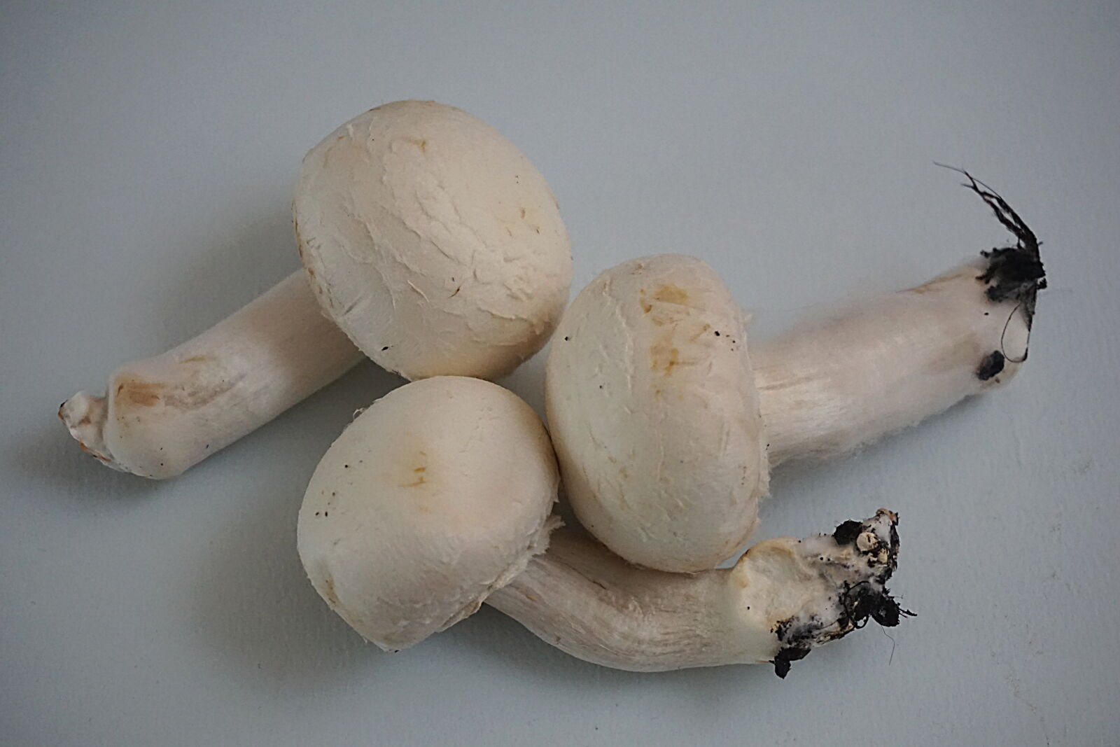 Sony a6000 sample photo. Alimentation, champignons, champignons, de photography