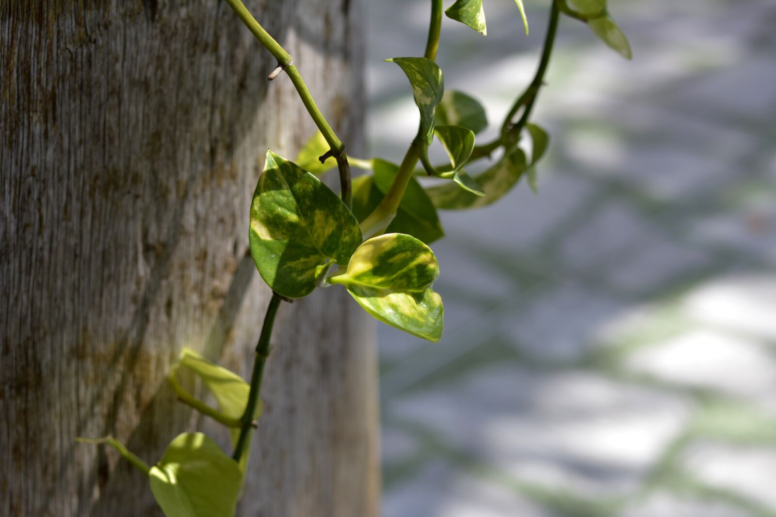 Nikon D7100 sample photo. Spring, nature, flower photography
