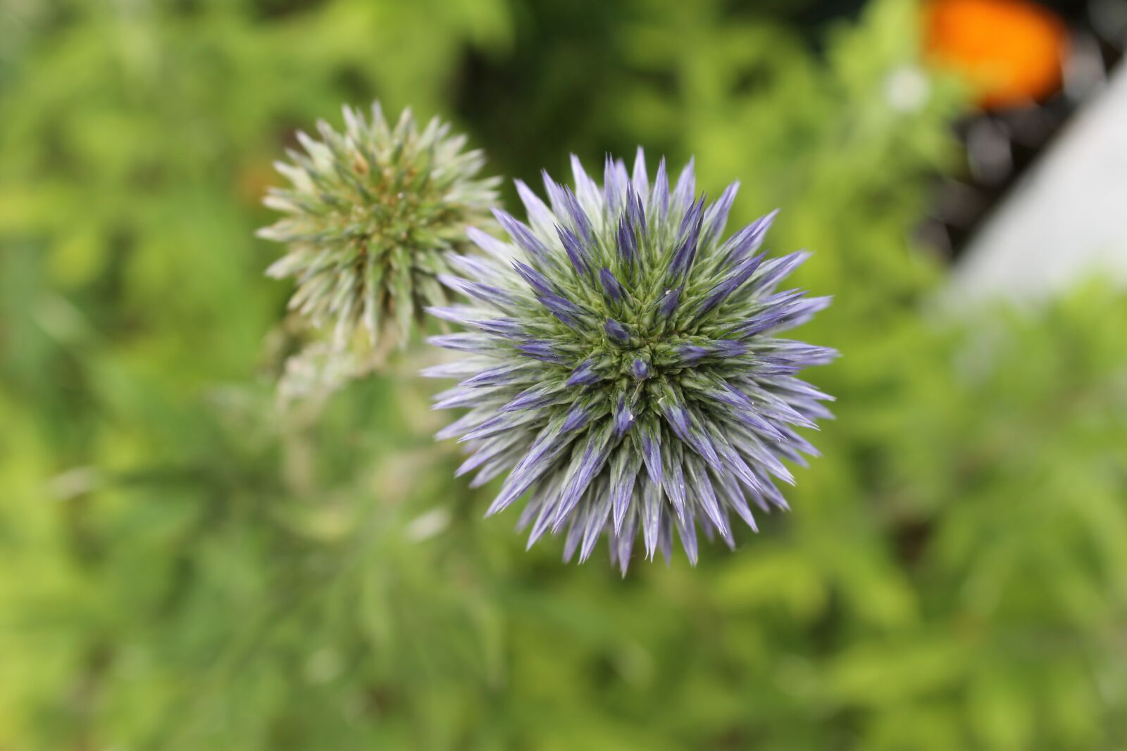 Canon EOS 1100D (EOS Rebel T3 / EOS Kiss X50) sample photo. Diestel, thistle flower, purple photography