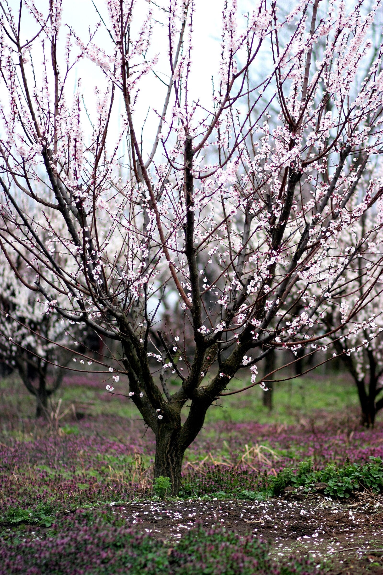 Canon EOS 450D (EOS Rebel XSi / EOS Kiss X2) sample photo. Tree, flowers, spring photography