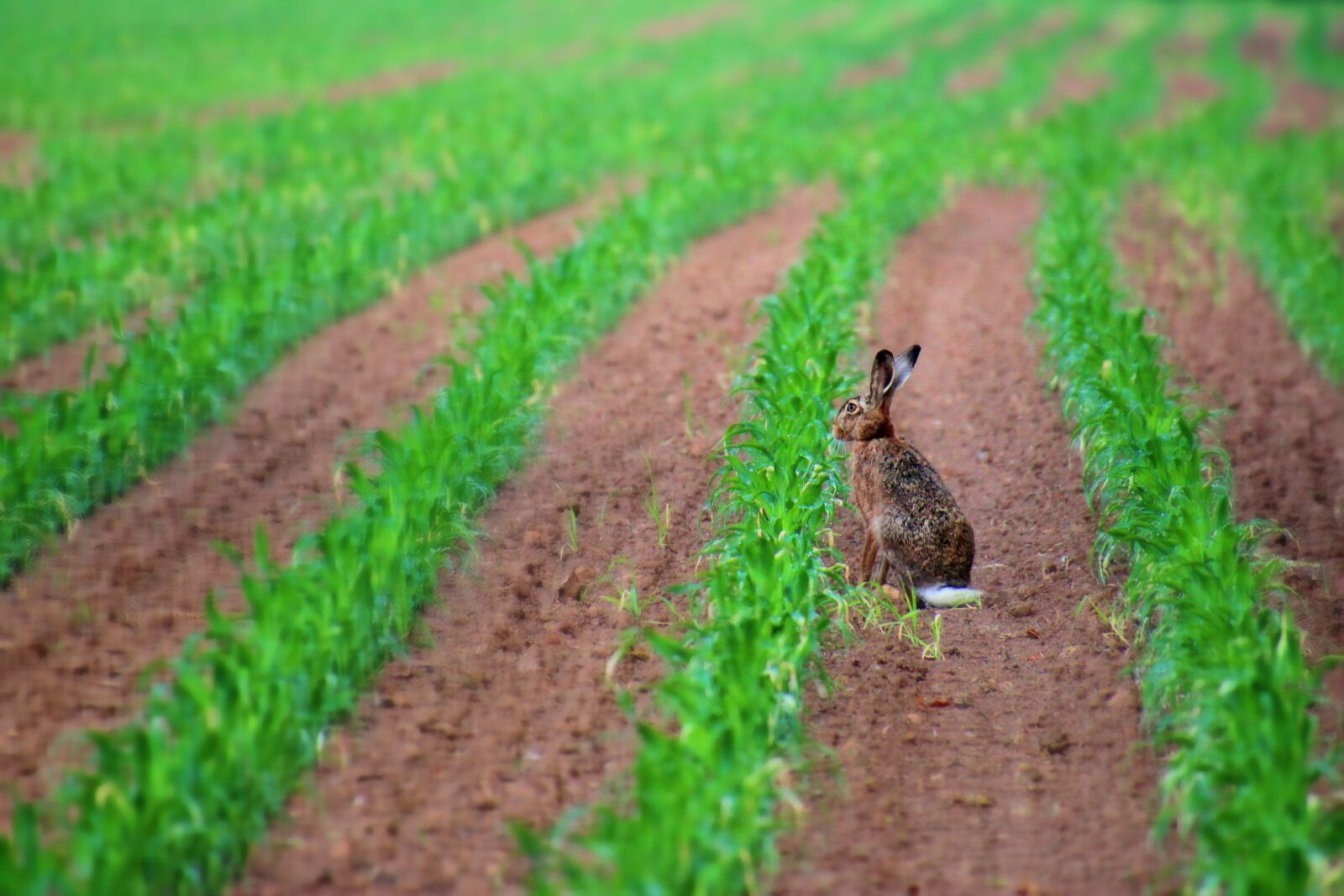 Canon EOS 1300D (EOS Rebel T6 / EOS Kiss X80) + Tamron 18-400mm F3.5-6.3 Di II VC HLD sample photo. Hare, nature, long eared photography