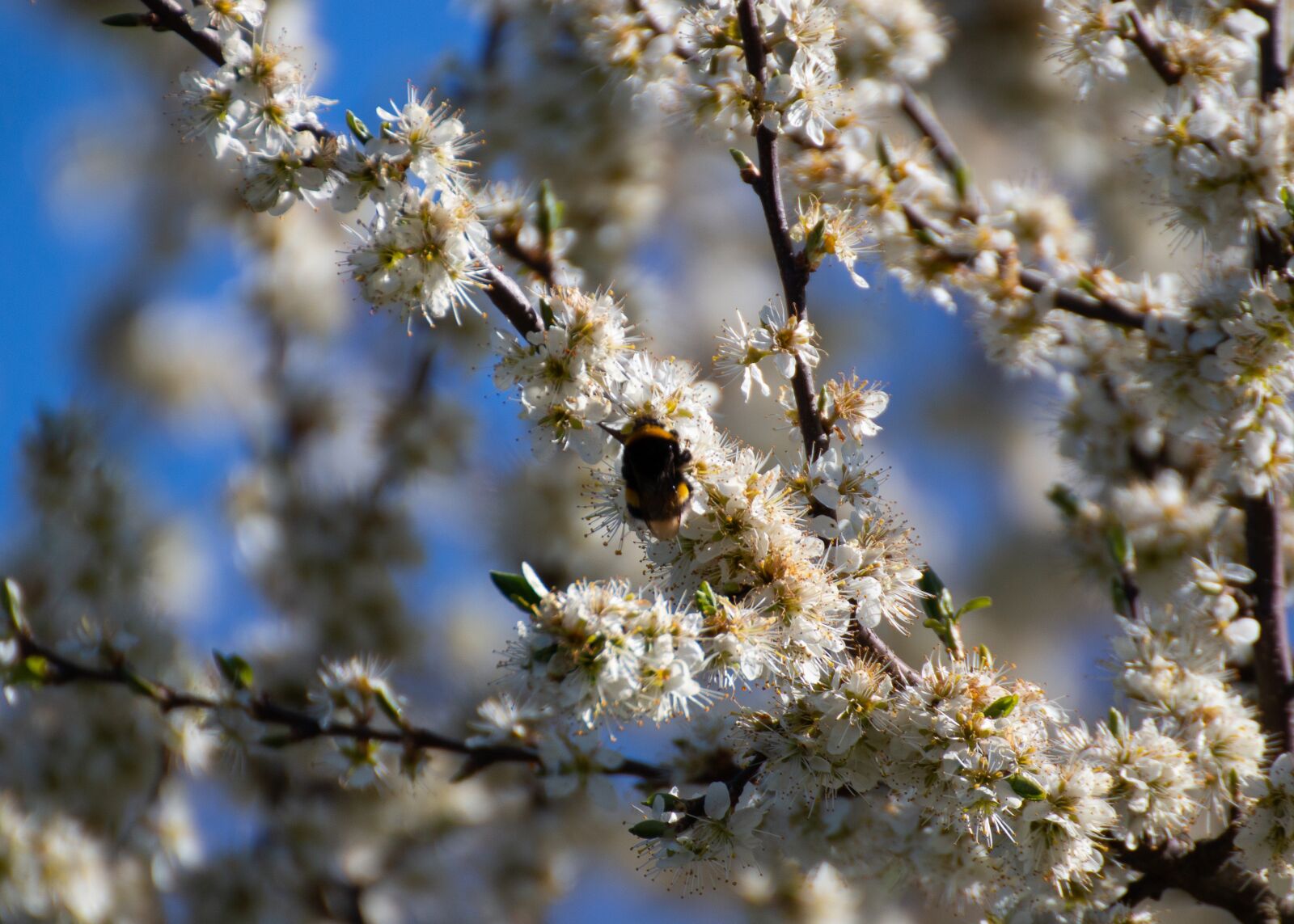 Canon EOS 70D sample photo. Bumblebee, flower, spring photography