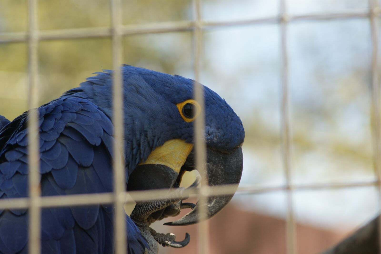 Sony Alpha DSLR-A350 sample photo. Parrot, zoo, bird photography